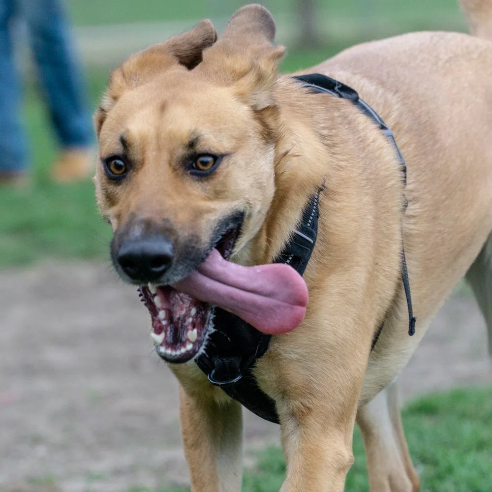 Tongue-Out!!