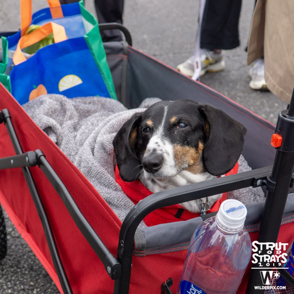 Strut2019 (67 of 148).jpg