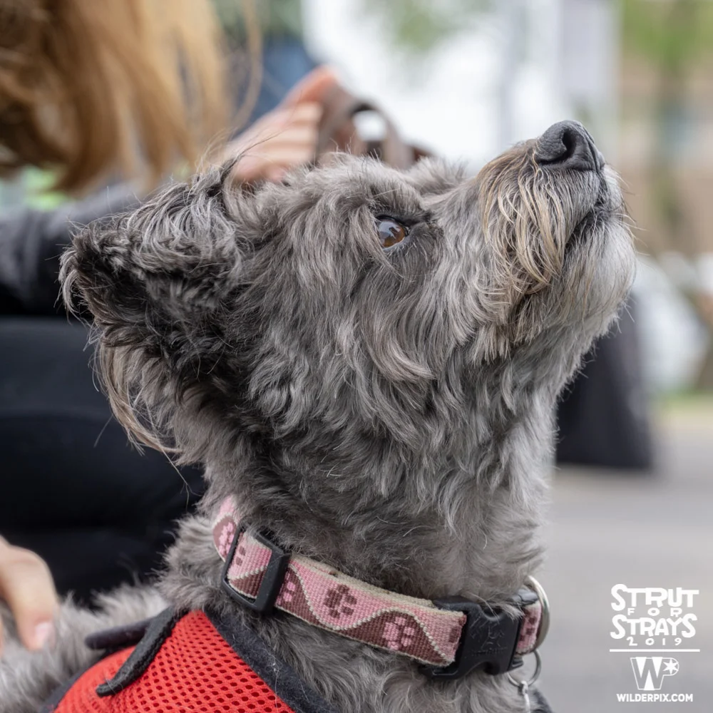 Strut2019 (78 of 148).jpg