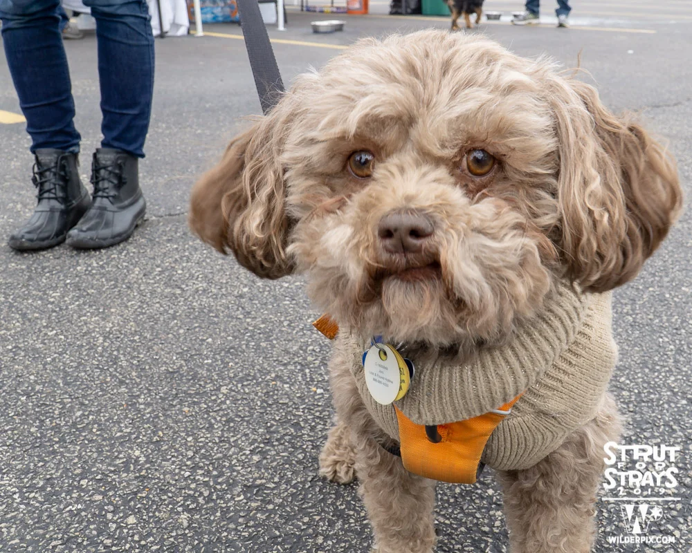 Strut2019 (145 of 148).jpg