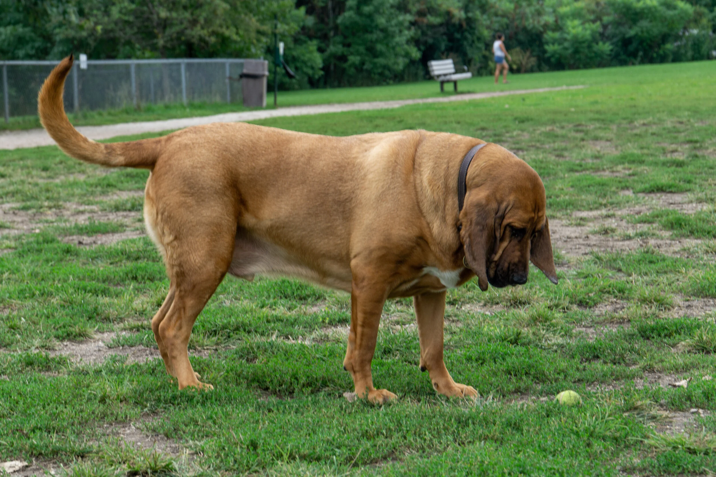 2019-09-01 PoochPark (14 of 33).jpg