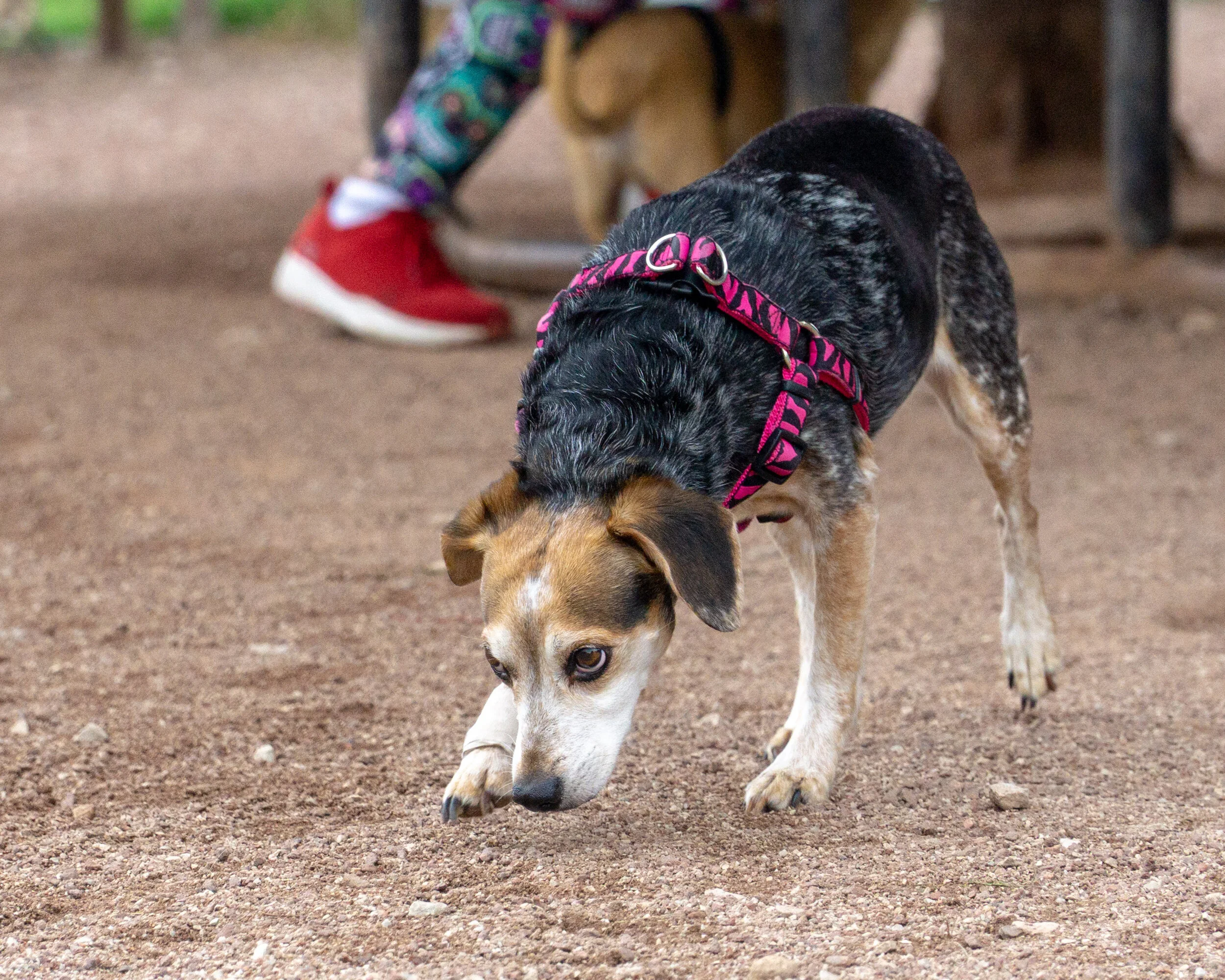 2019-09-01 PoochPark (30 of 33).jpg