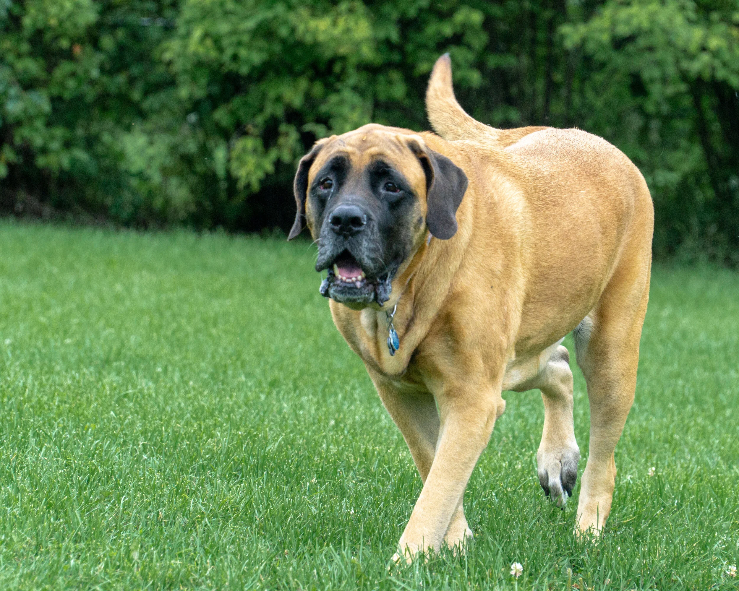 2019-09-01 PoochPark (31 of 33).jpg