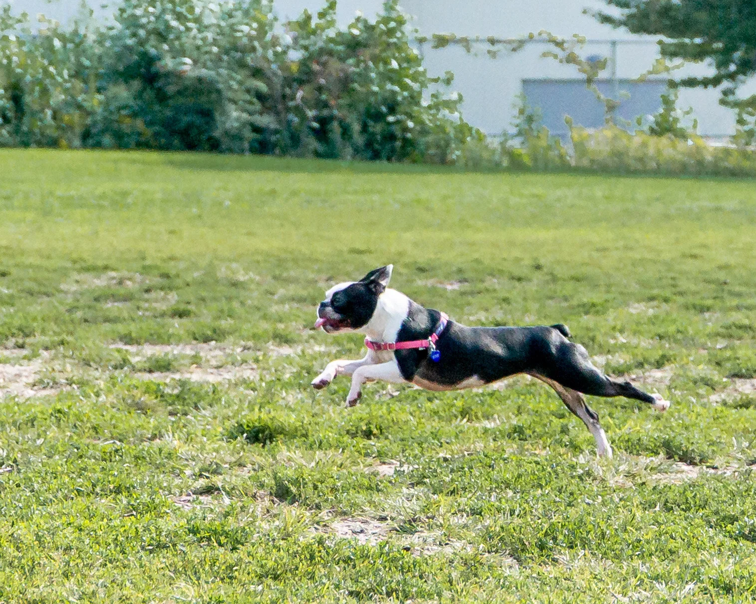 2019-09-15 PoochPark (1 of 31).jpg