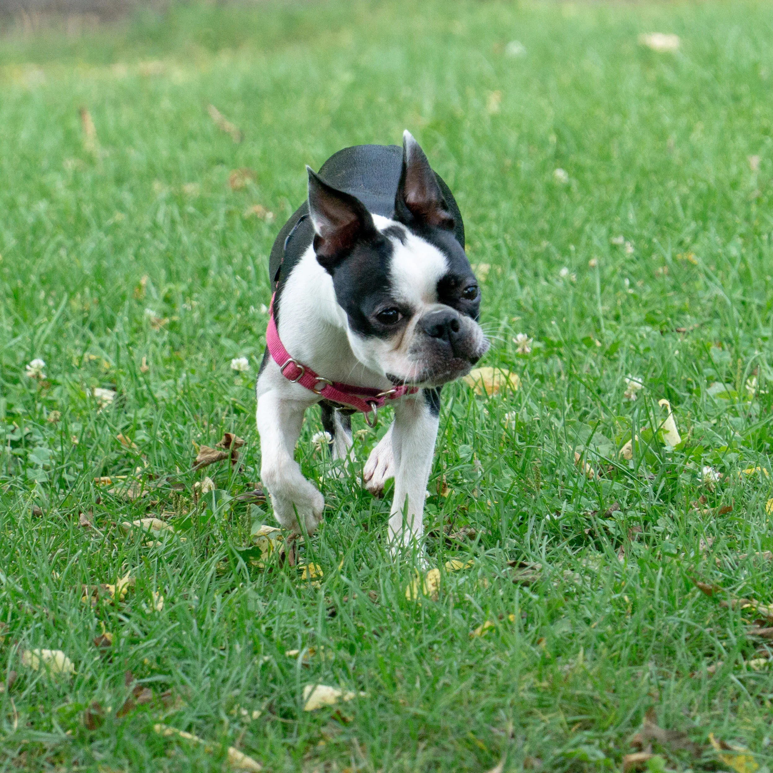 2019-09-15 PoochPark (4 of 31).jpg