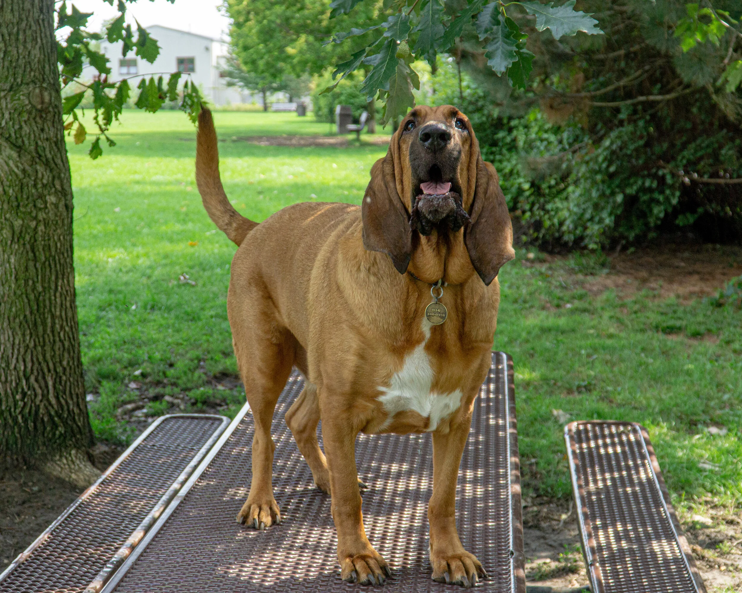 2019-09-15 PoochPark (9 of 31).jpg