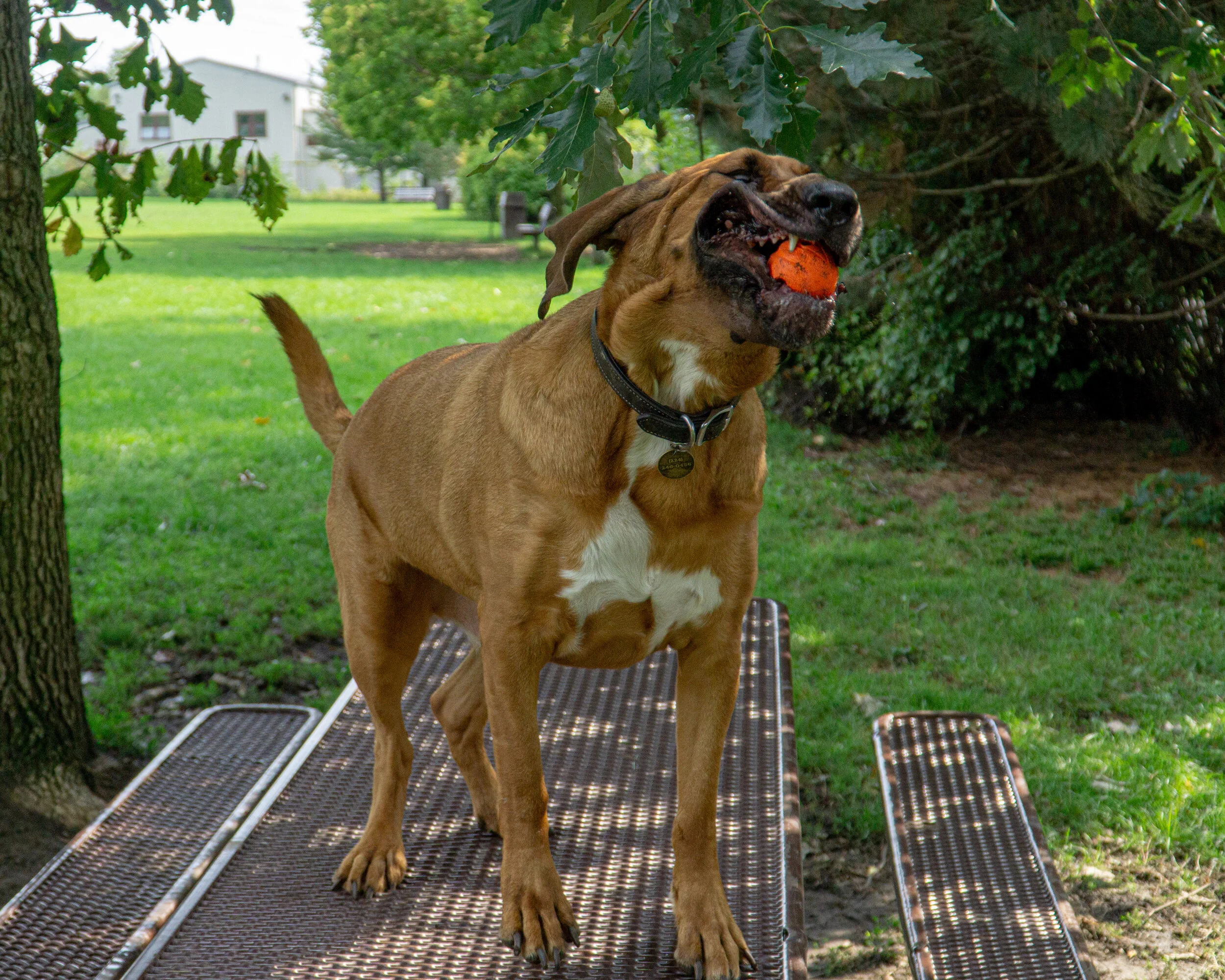 2019-09-15 PoochPark (11 of 31).jpg