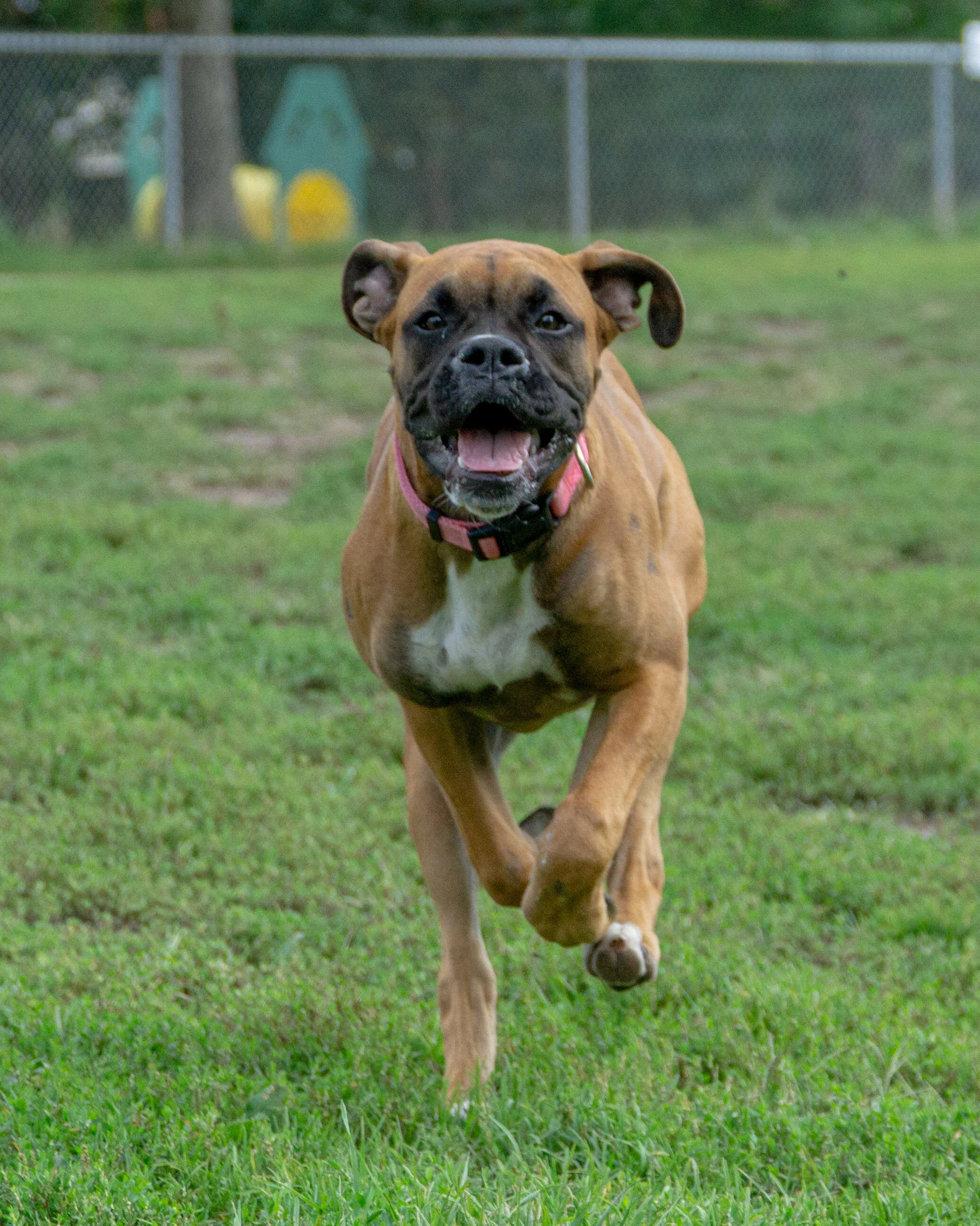 2019-09-15 PoochPark (13 of 31).jpg
