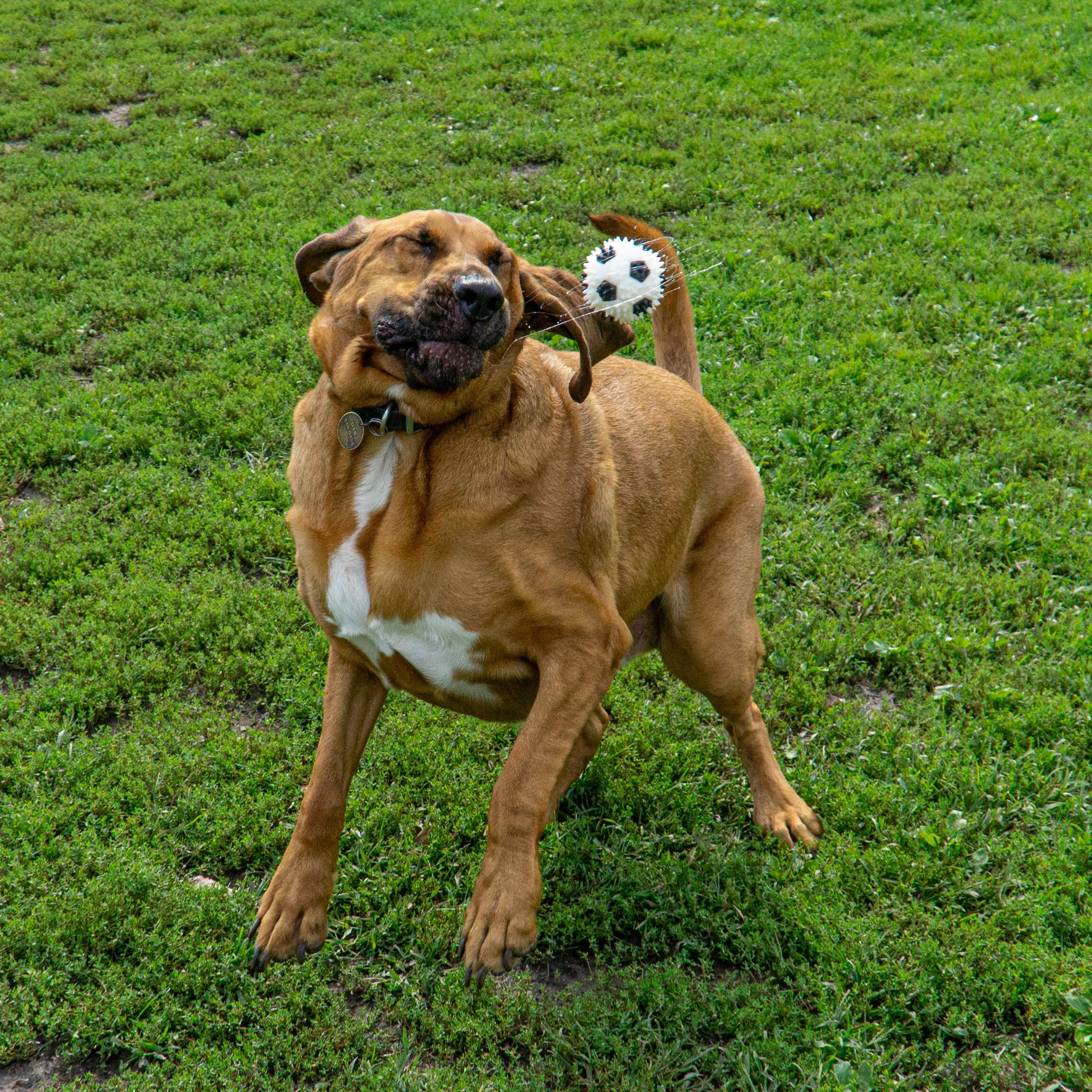 2019-09-15 PoochPark (15 of 31).jpg