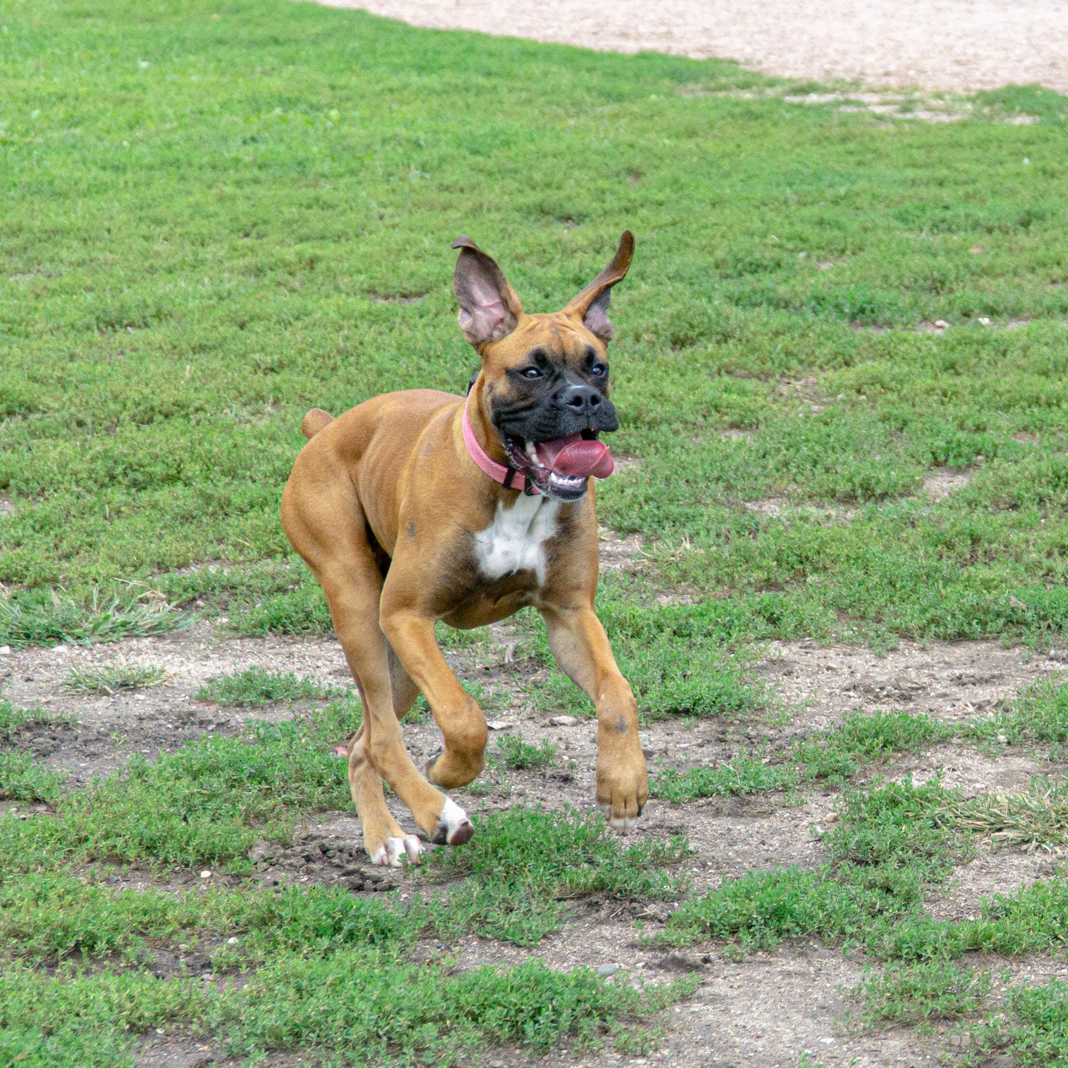 2019-09-15 PoochPark (17 of 31).jpg