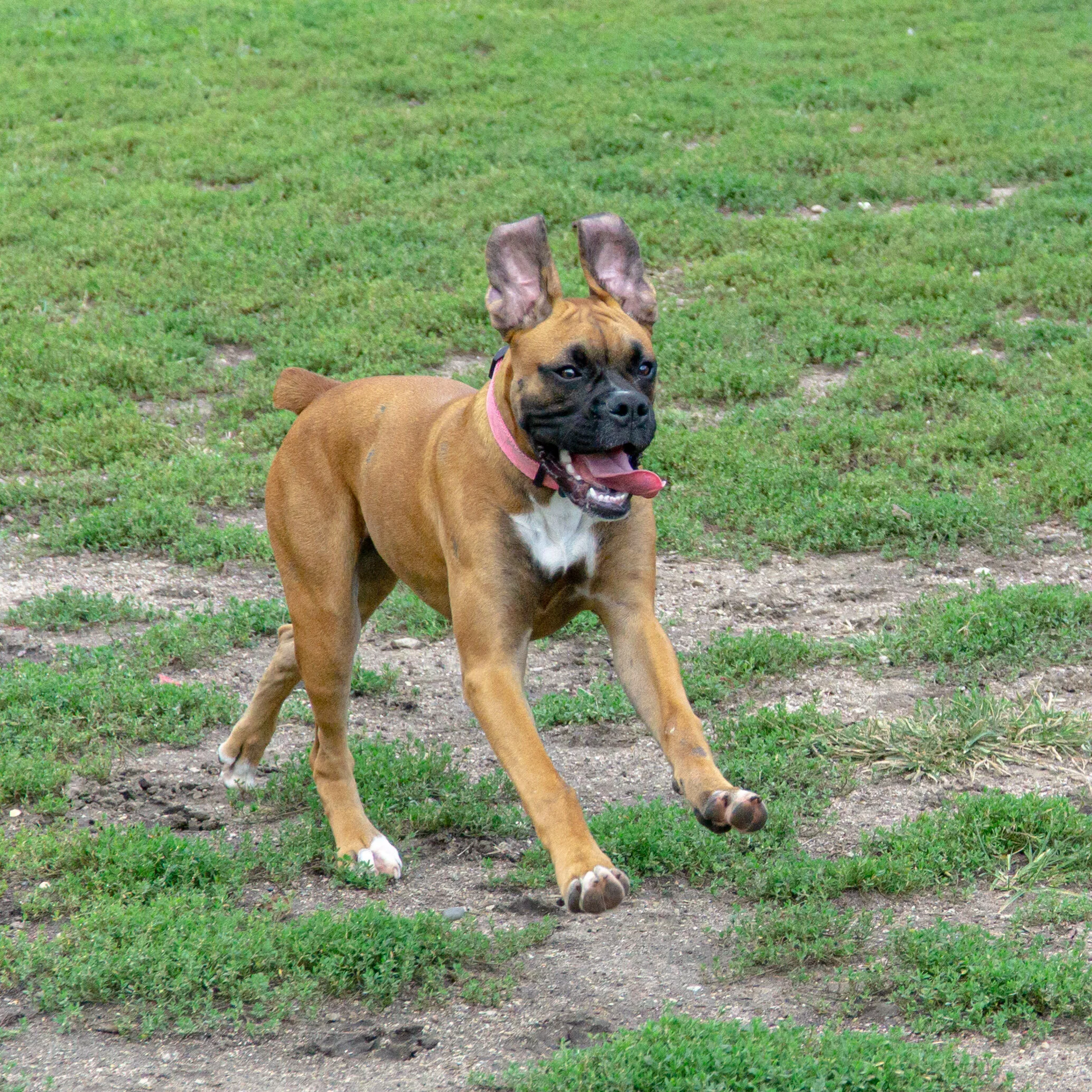 2019-09-15 PoochPark (18 of 31).jpg