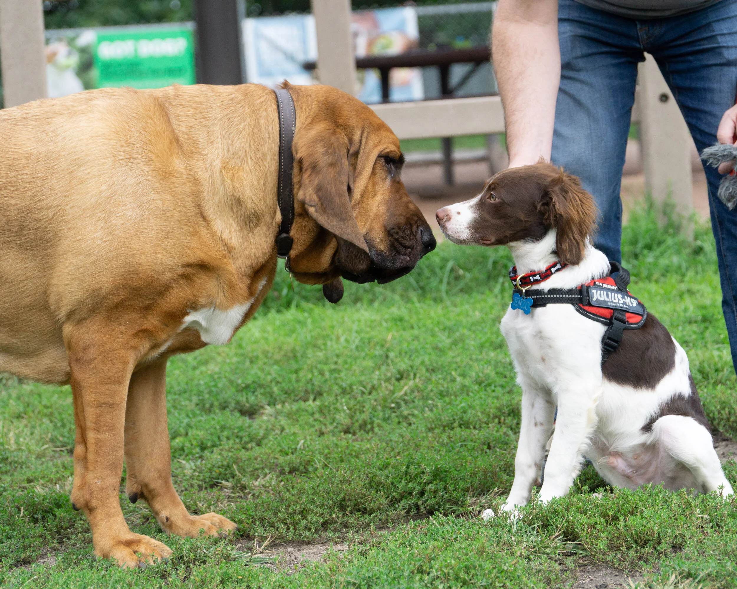 2019-09-15 PoochPark (16 of 31).jpg