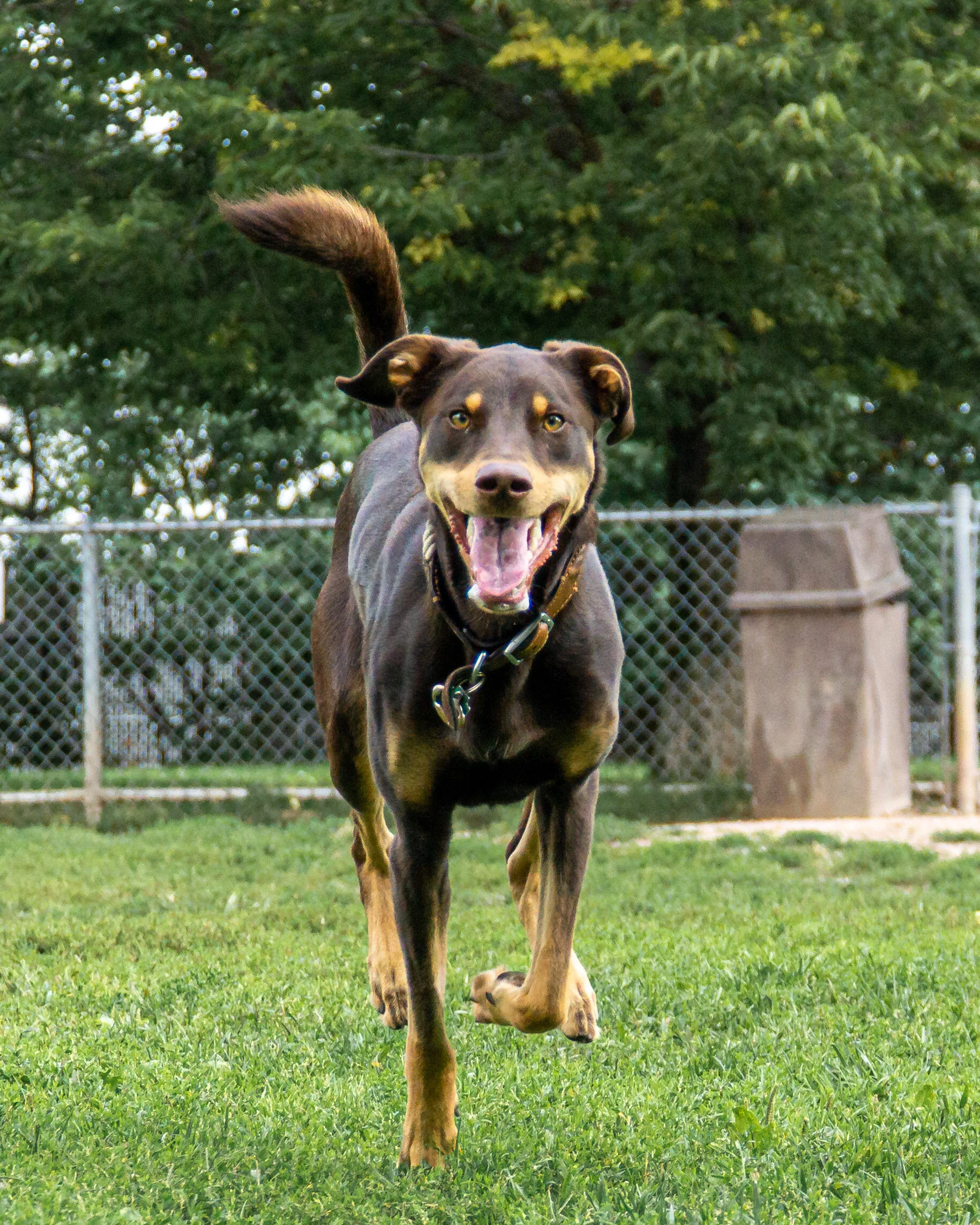 2019-09-15 PoochPark (25 of 31).jpg