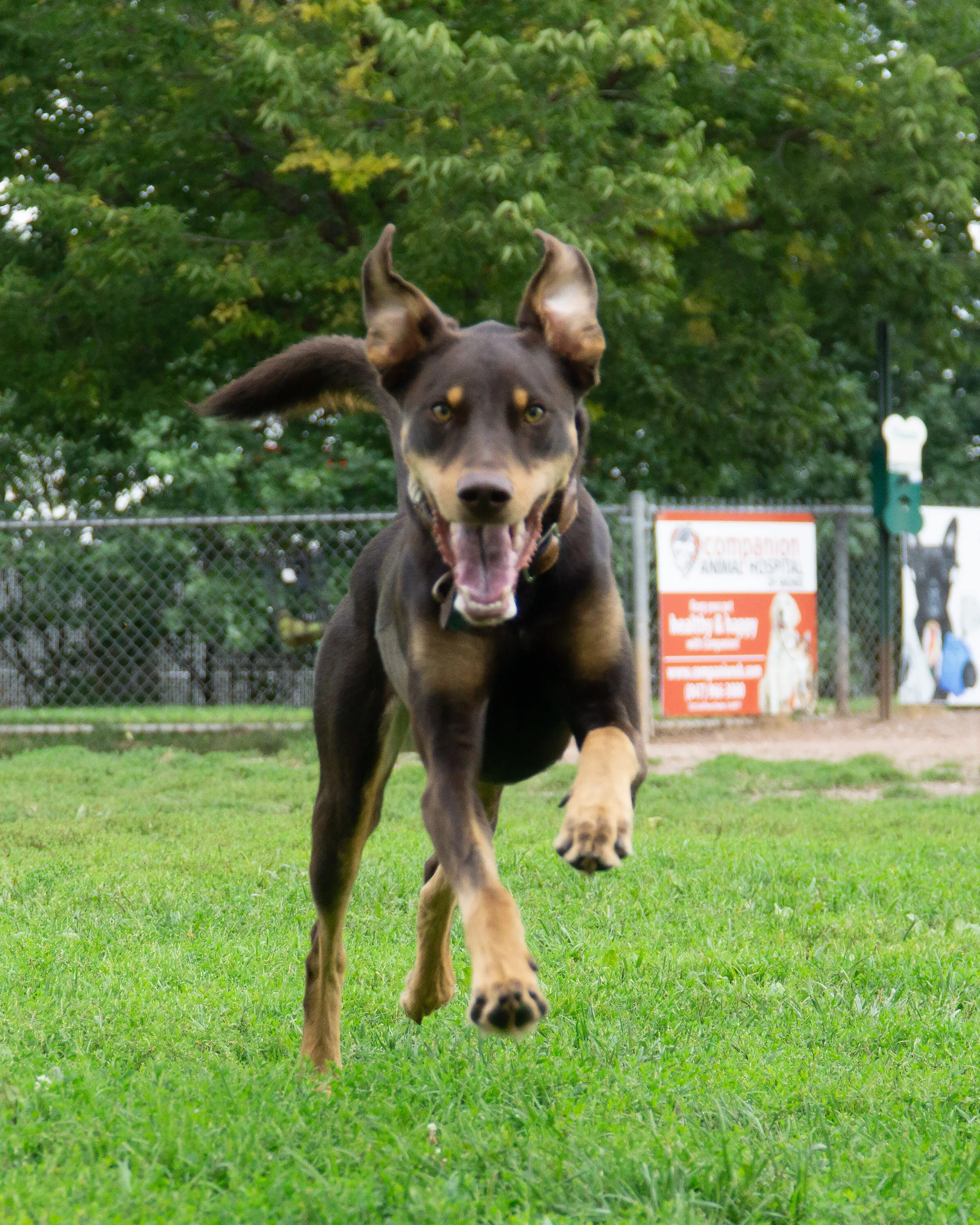 2019-09-15 PoochPark (26 of 31).jpg