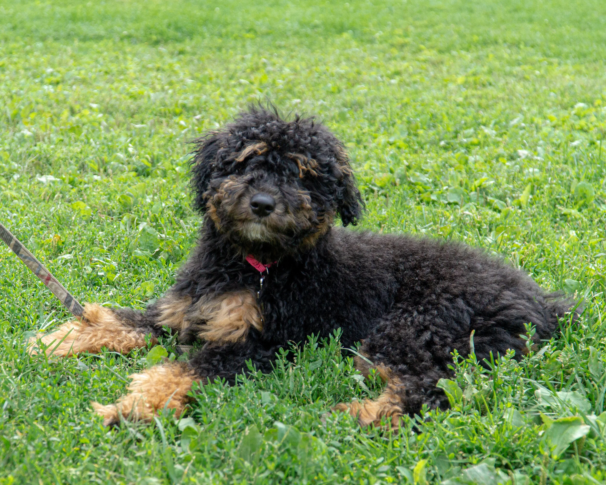 2019-09-15 PoochPark (31 of 31).jpg