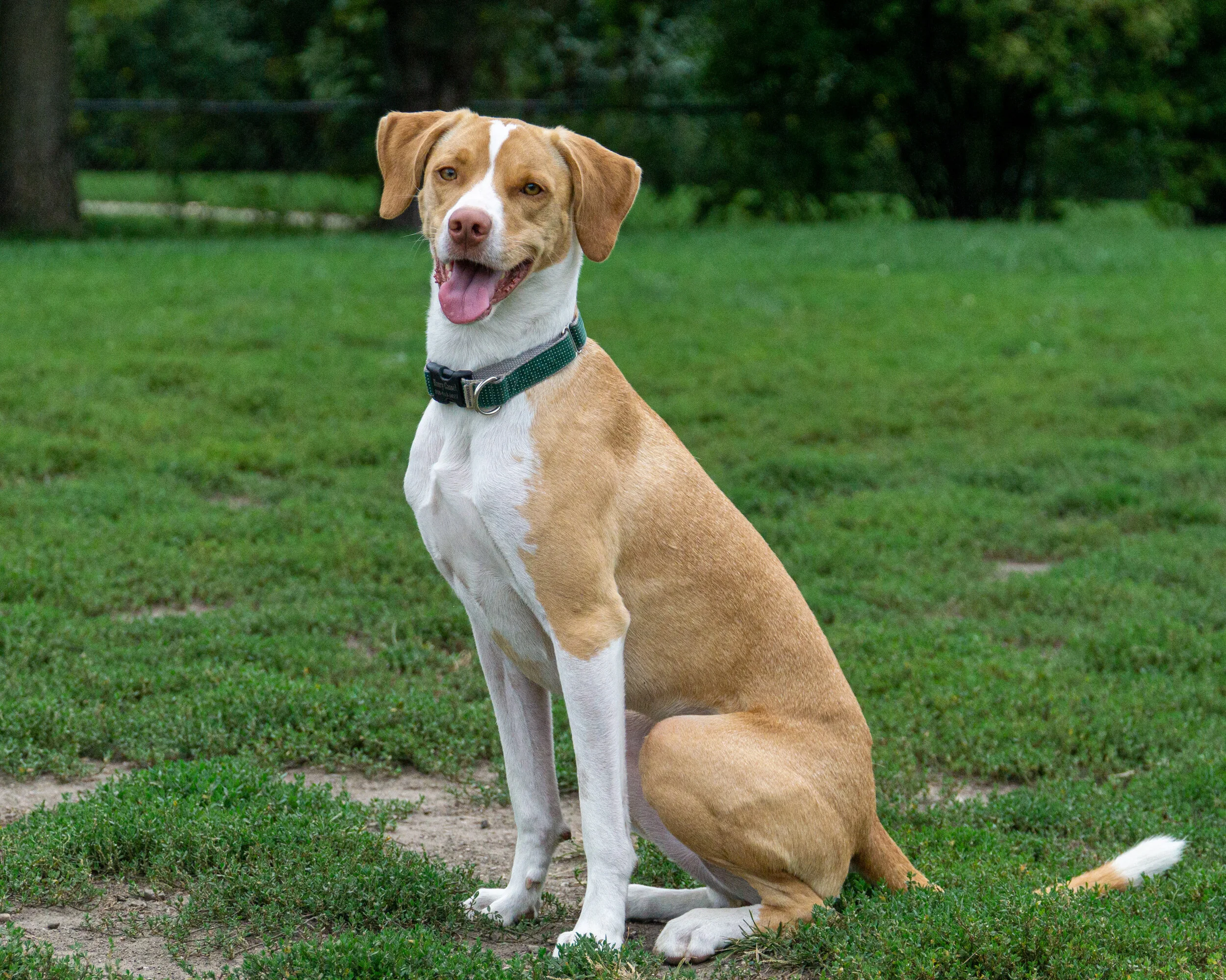 2019-09-21 PoochPark (5 of 32).jpg