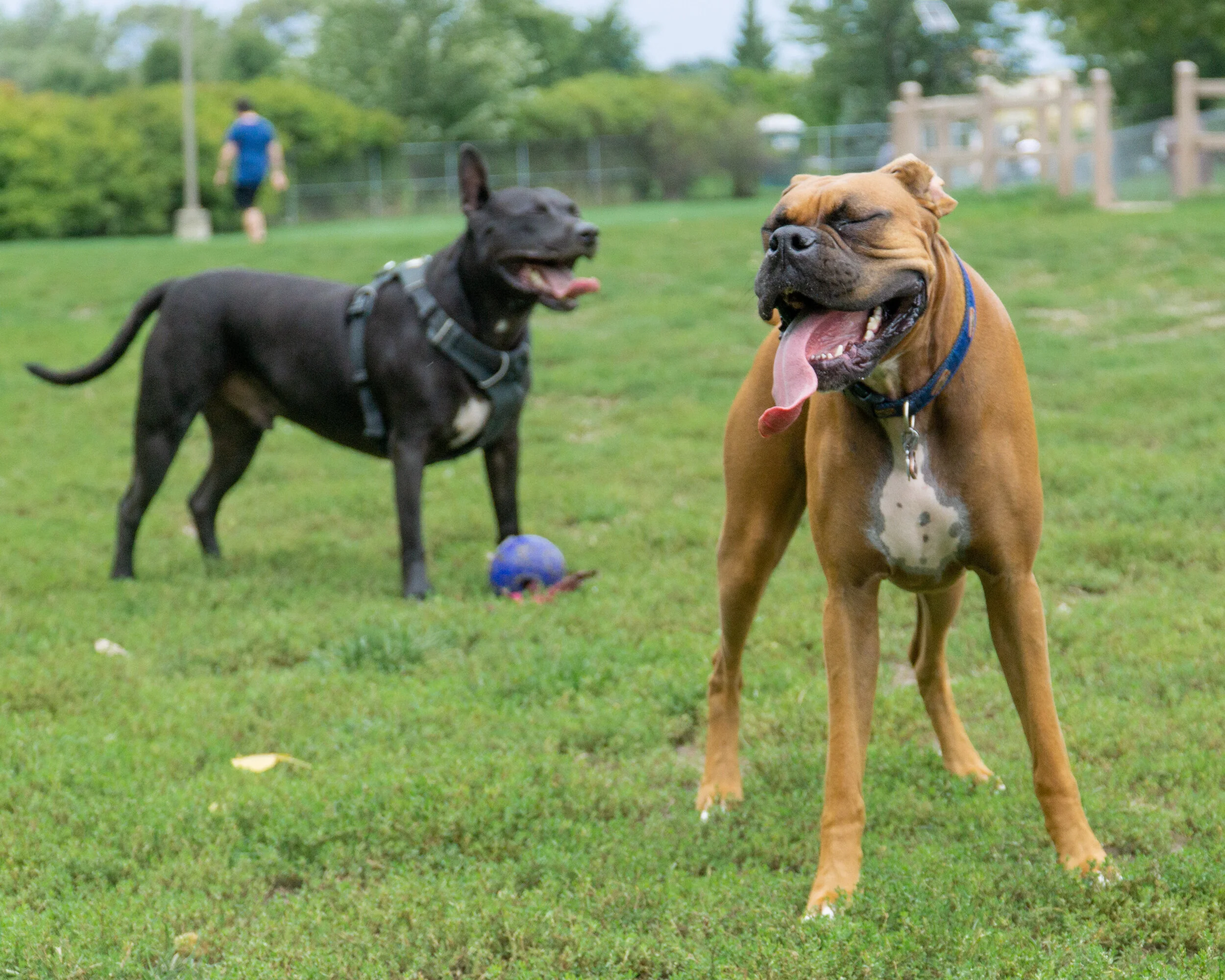 2019-09-21 PoochPark (24 of 32).jpg