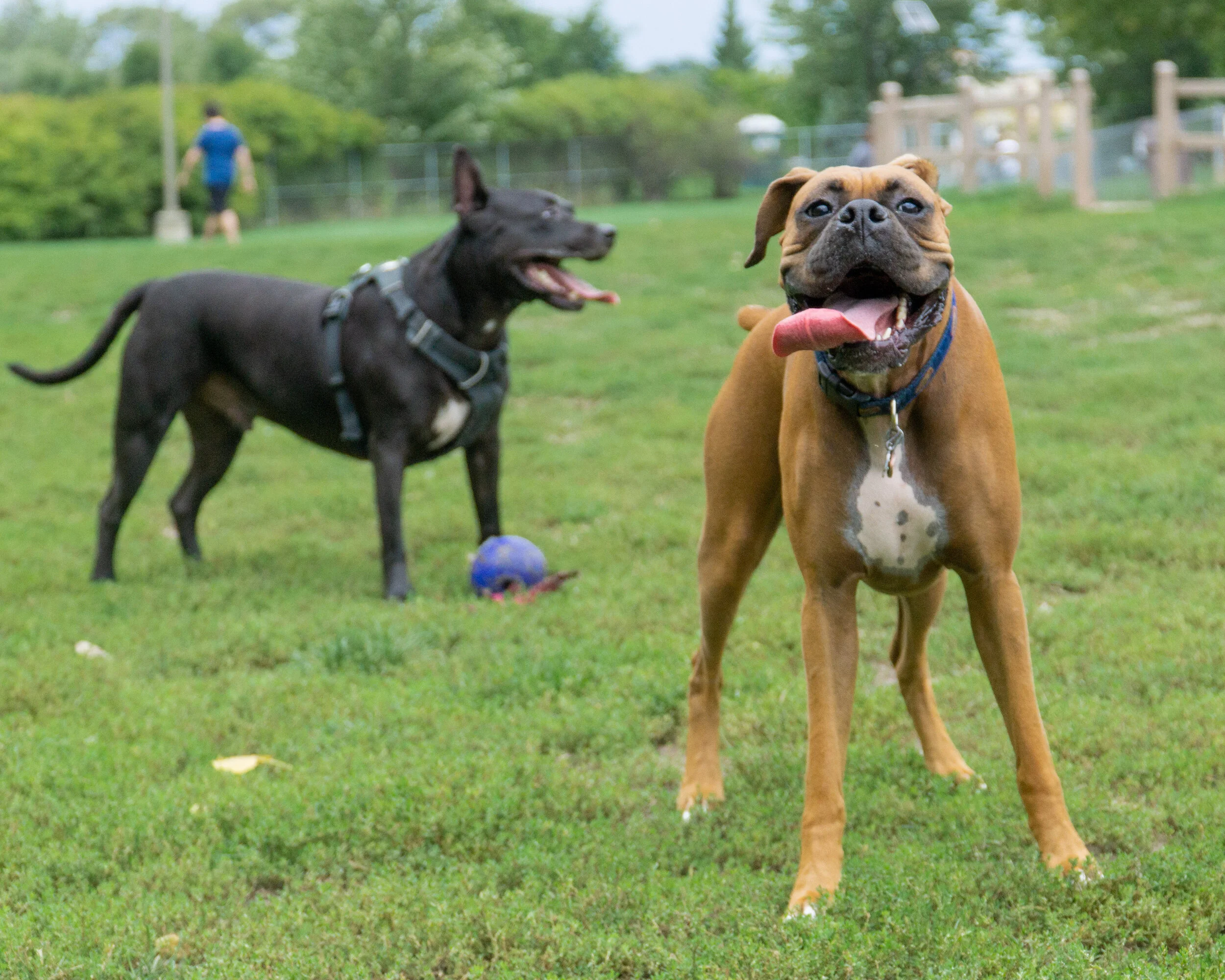 2019-09-21 PoochPark (25 of 32).jpg