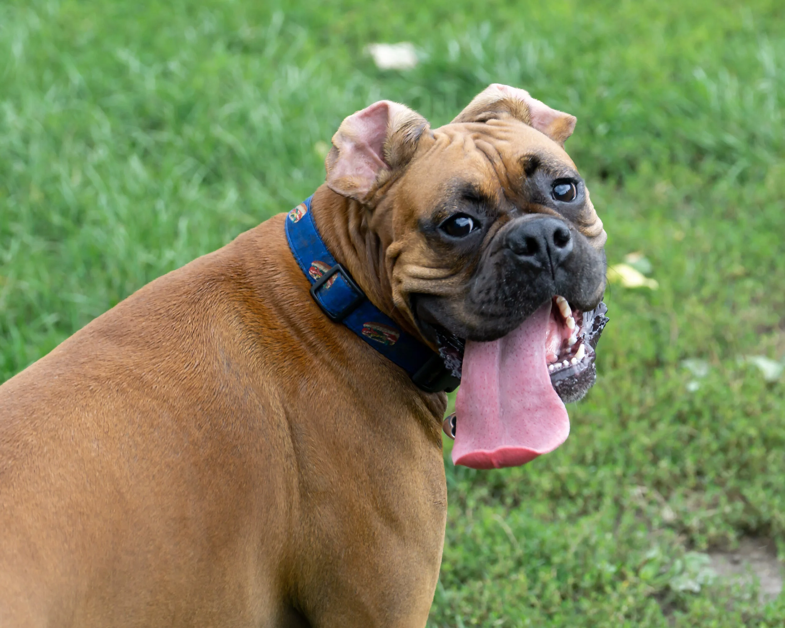 2019-09-21 PoochPark (29 of 32).jpg