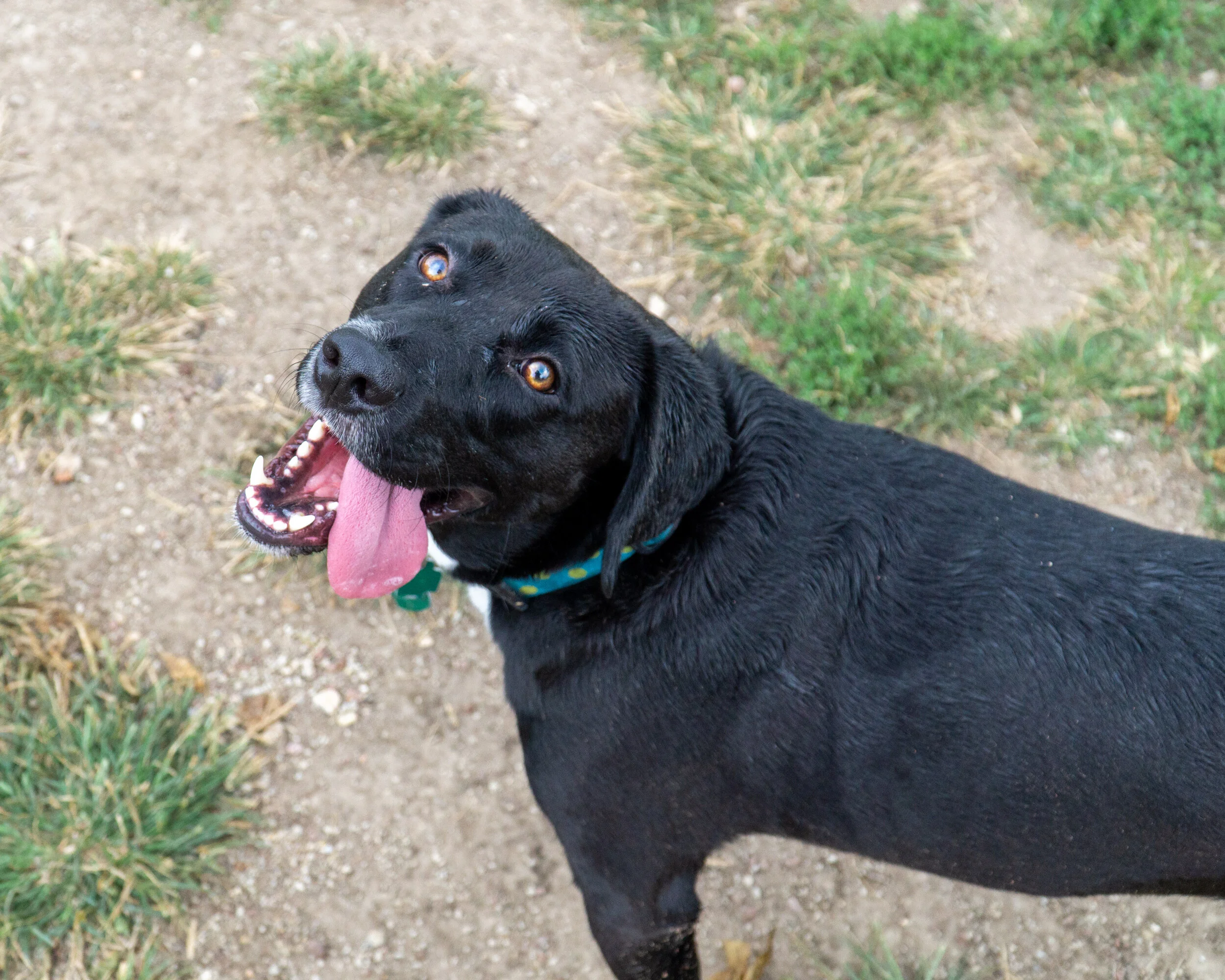2019-09-21 PoochPark (31 of 32).jpg