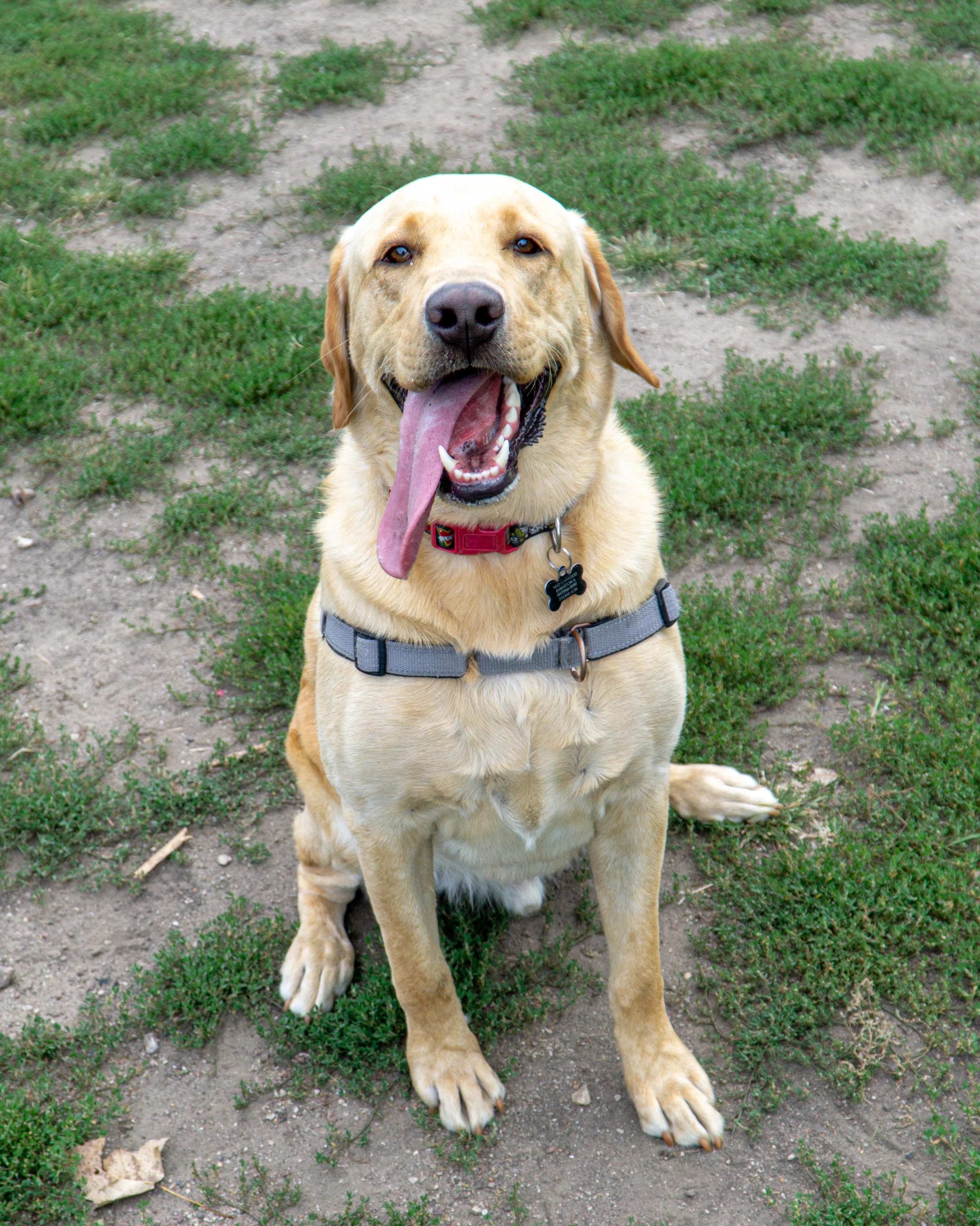 2019-08-31 PoochPark (6 of 40).jpg