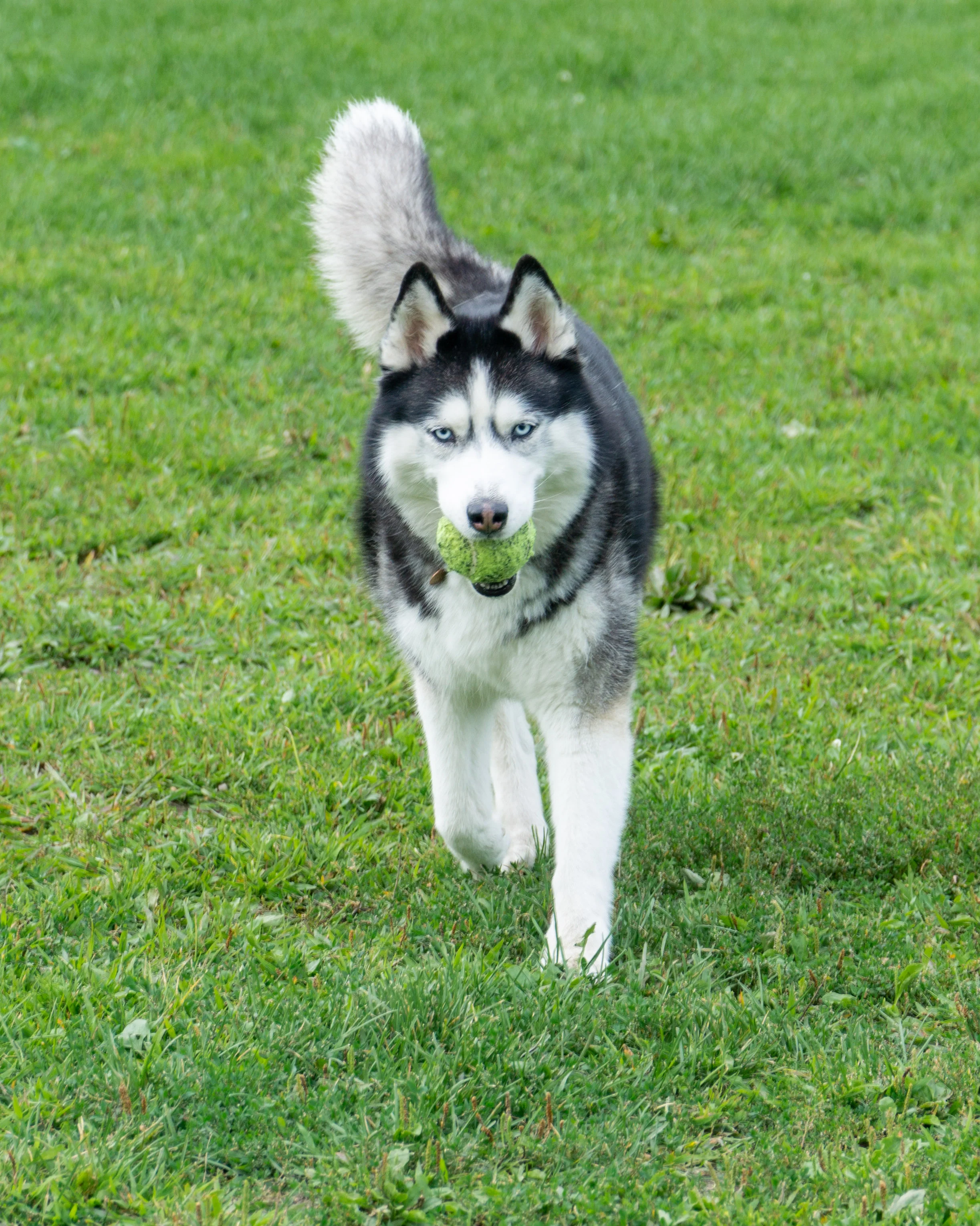 2019-08-31 PoochPark (8 of 40).jpg