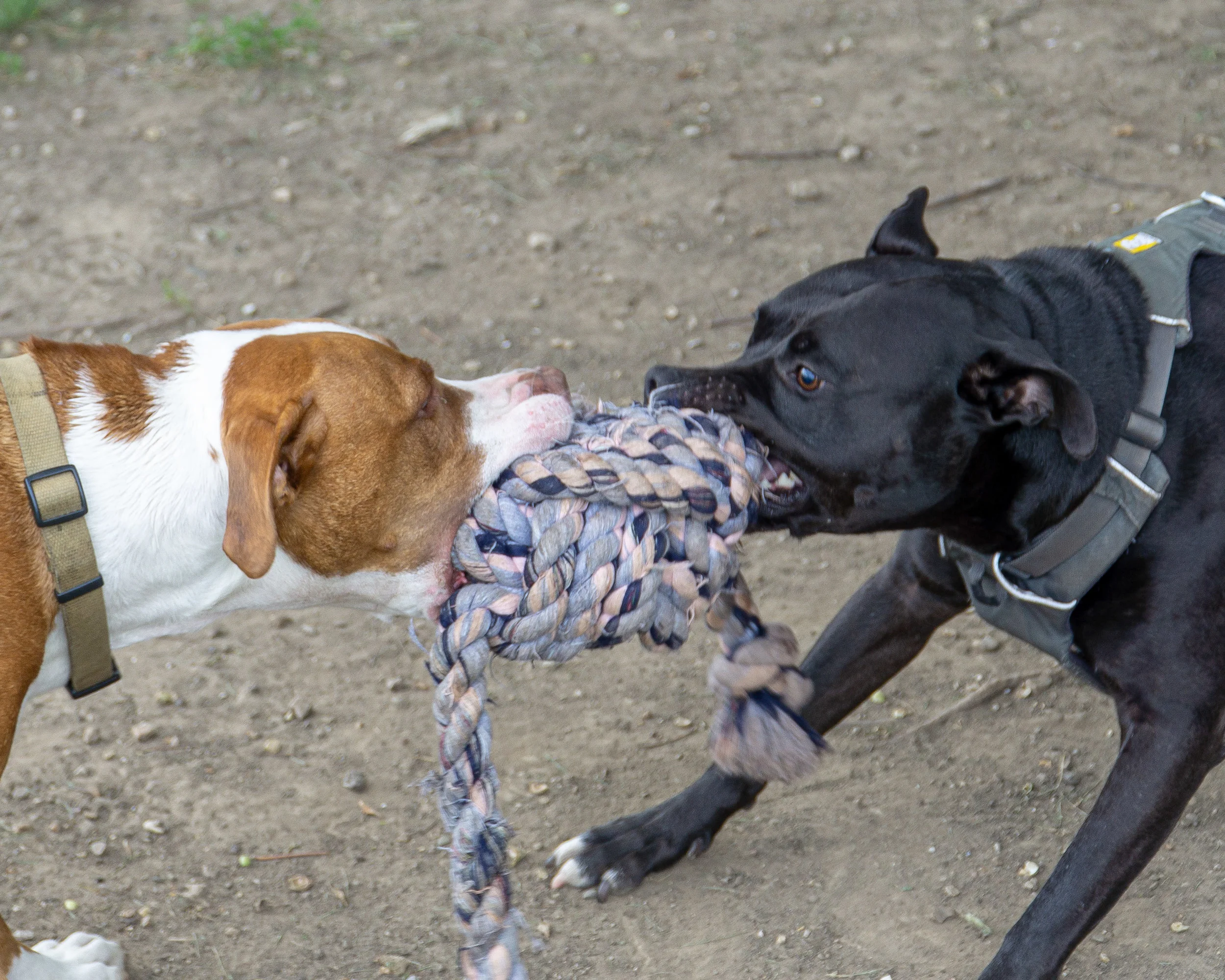 2019-08-31 PoochPark (10 of 40).jpg