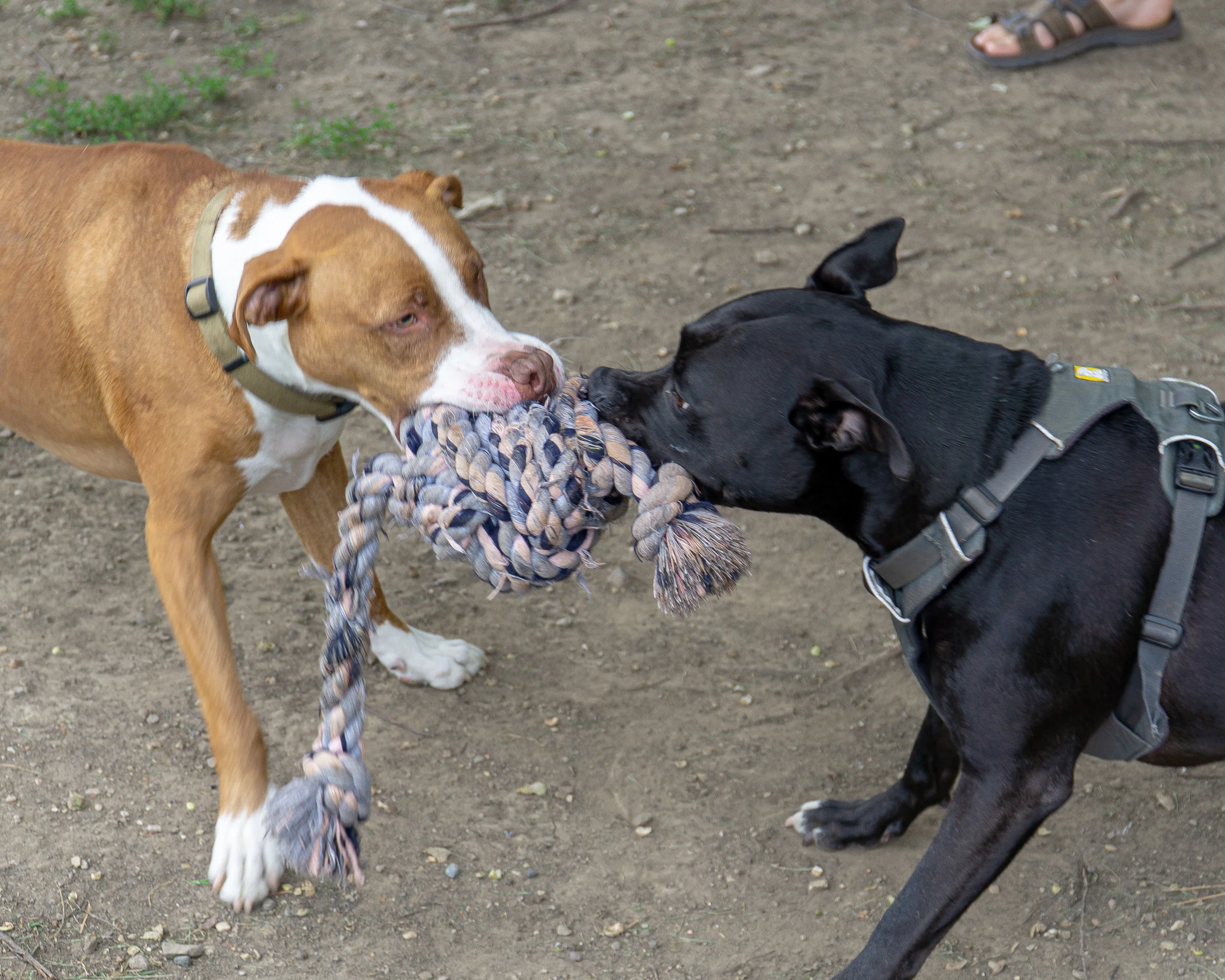 2019-08-31 PoochPark (9 of 40).jpg