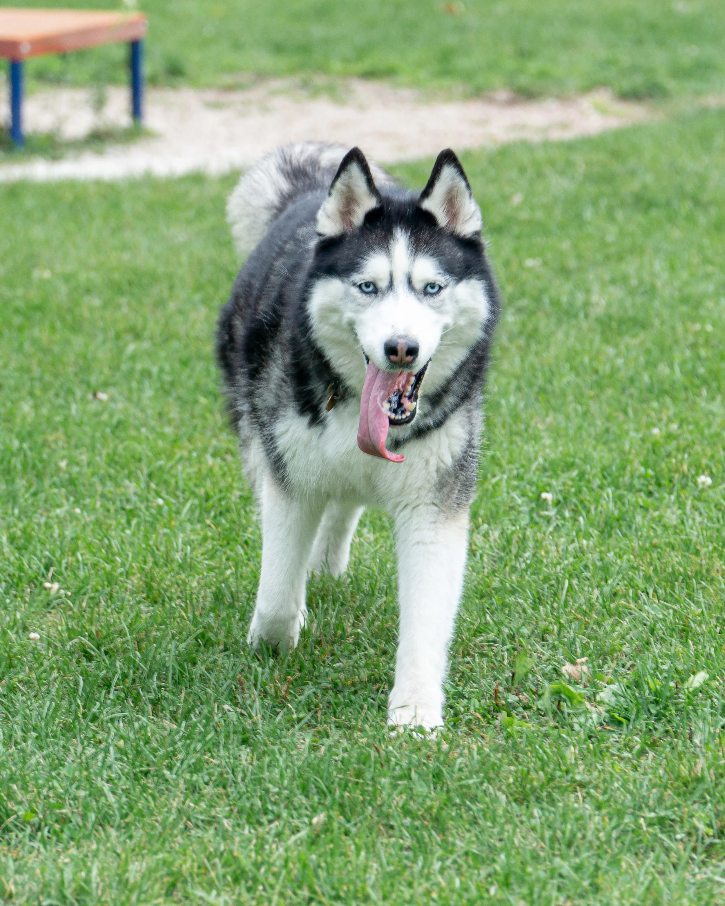 2019-08-31 PoochPark (18 of 40).jpg