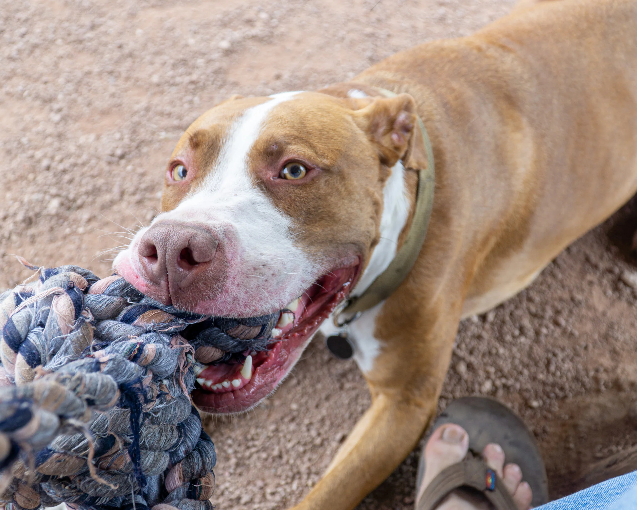 2019-08-31 PoochPark (22 of 40).jpg