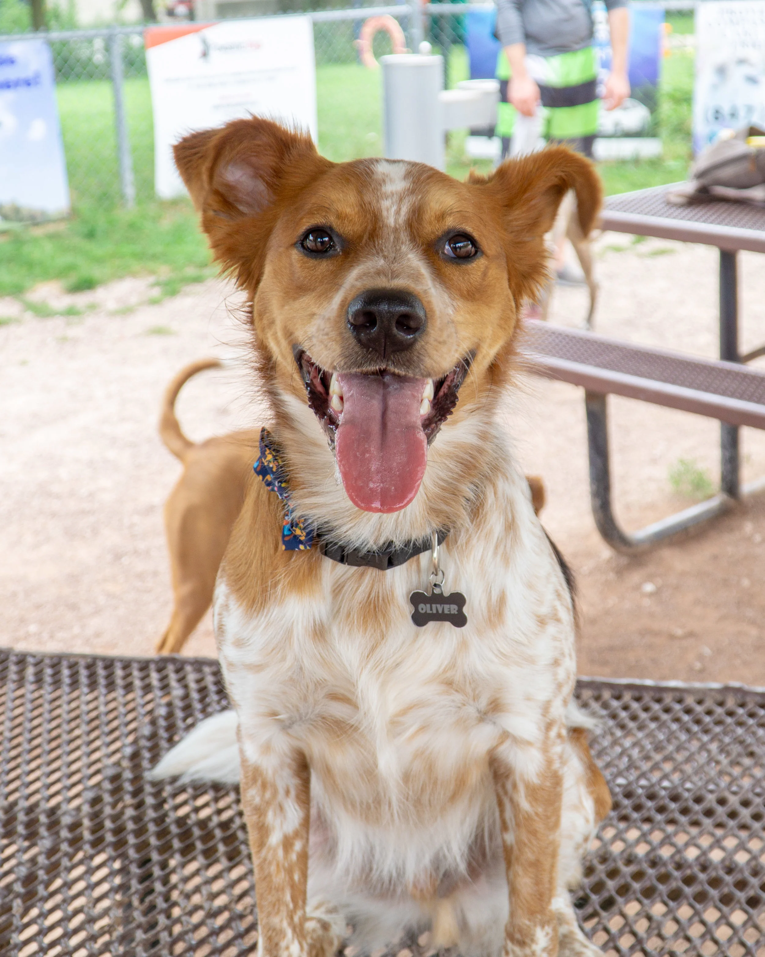 2019-08-31 PoochPark (25 of 40).jpg