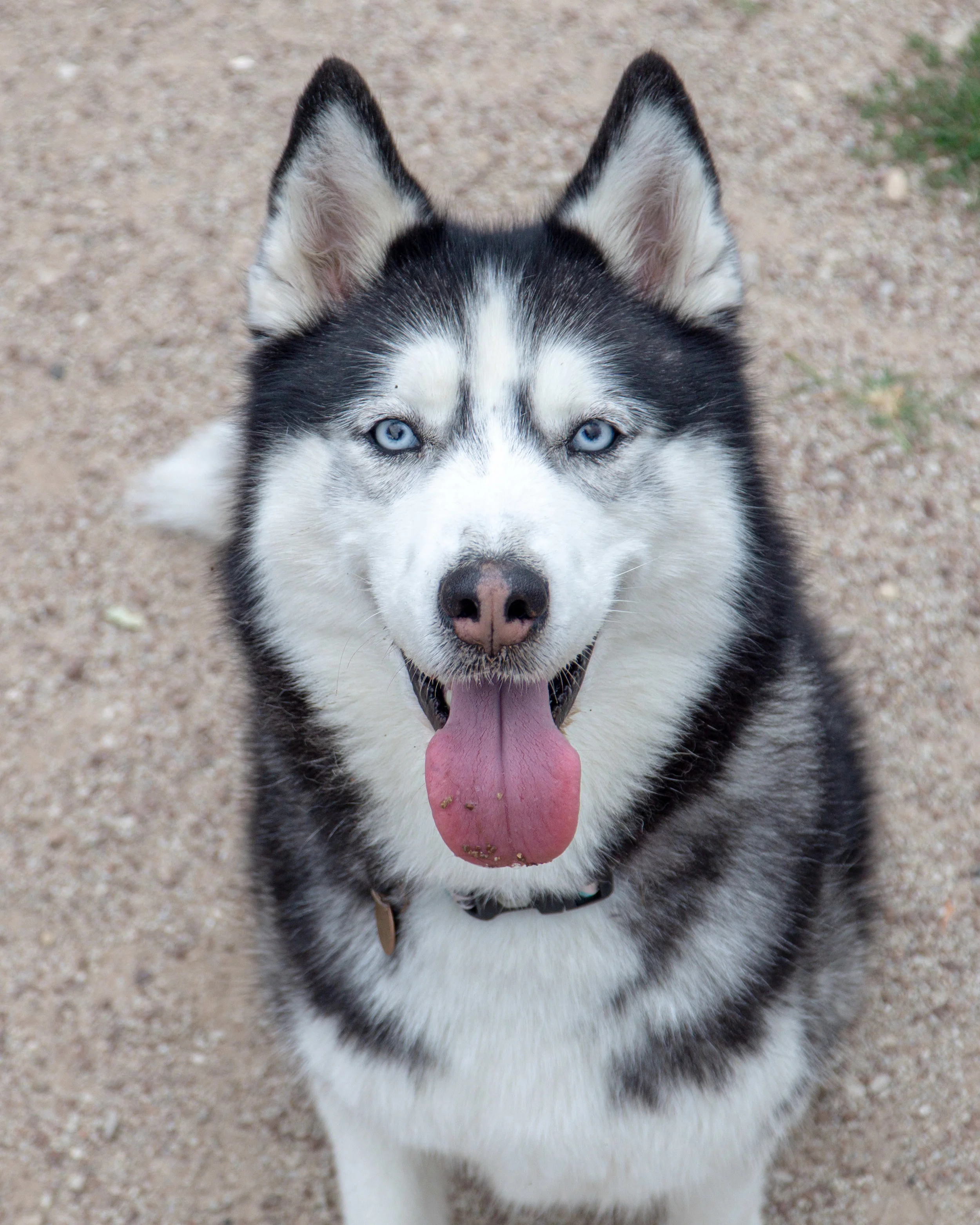 2019-08-31 PoochPark (28 of 40).jpg