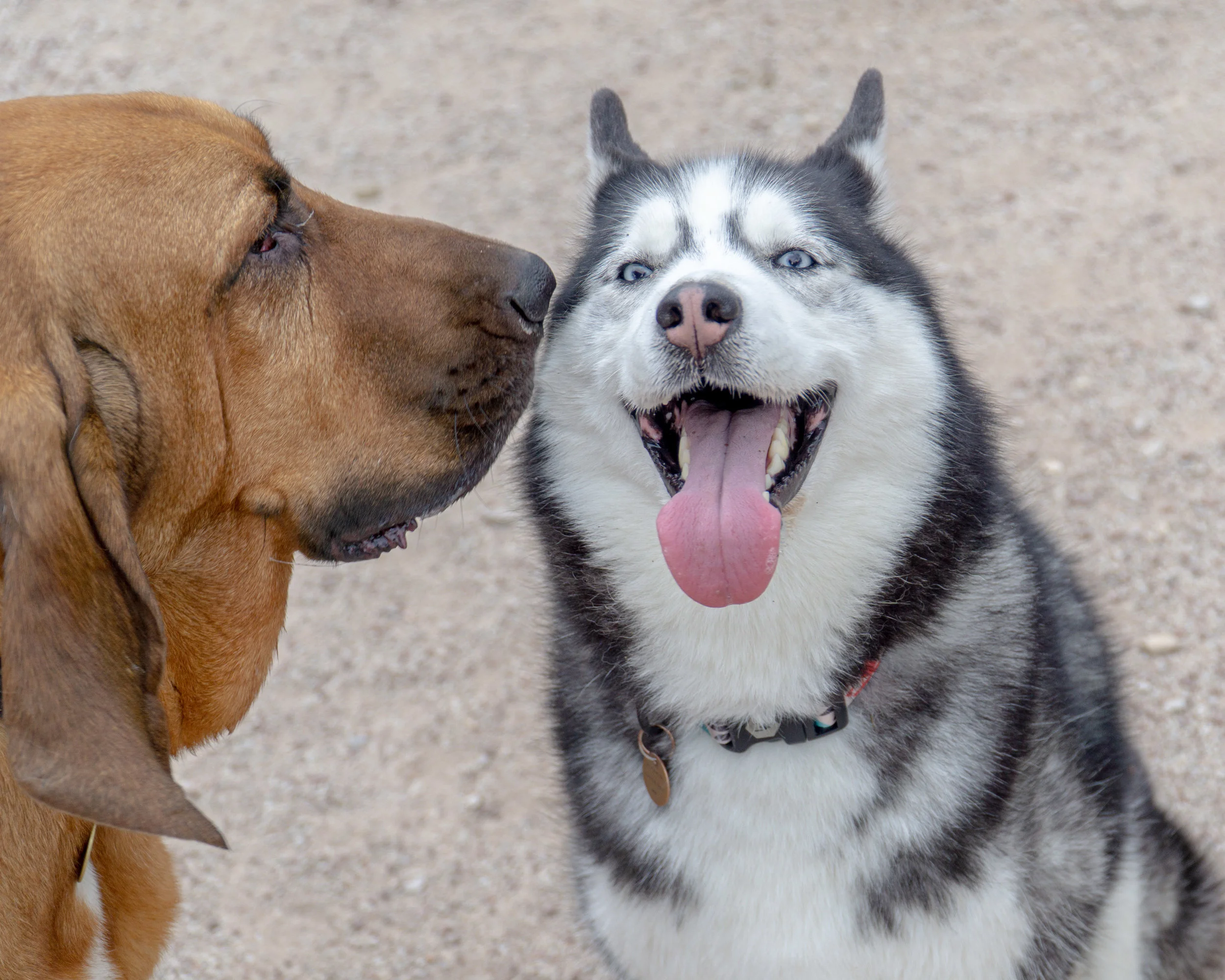 2019-08-31 PoochPark (29 of 40).jpg
