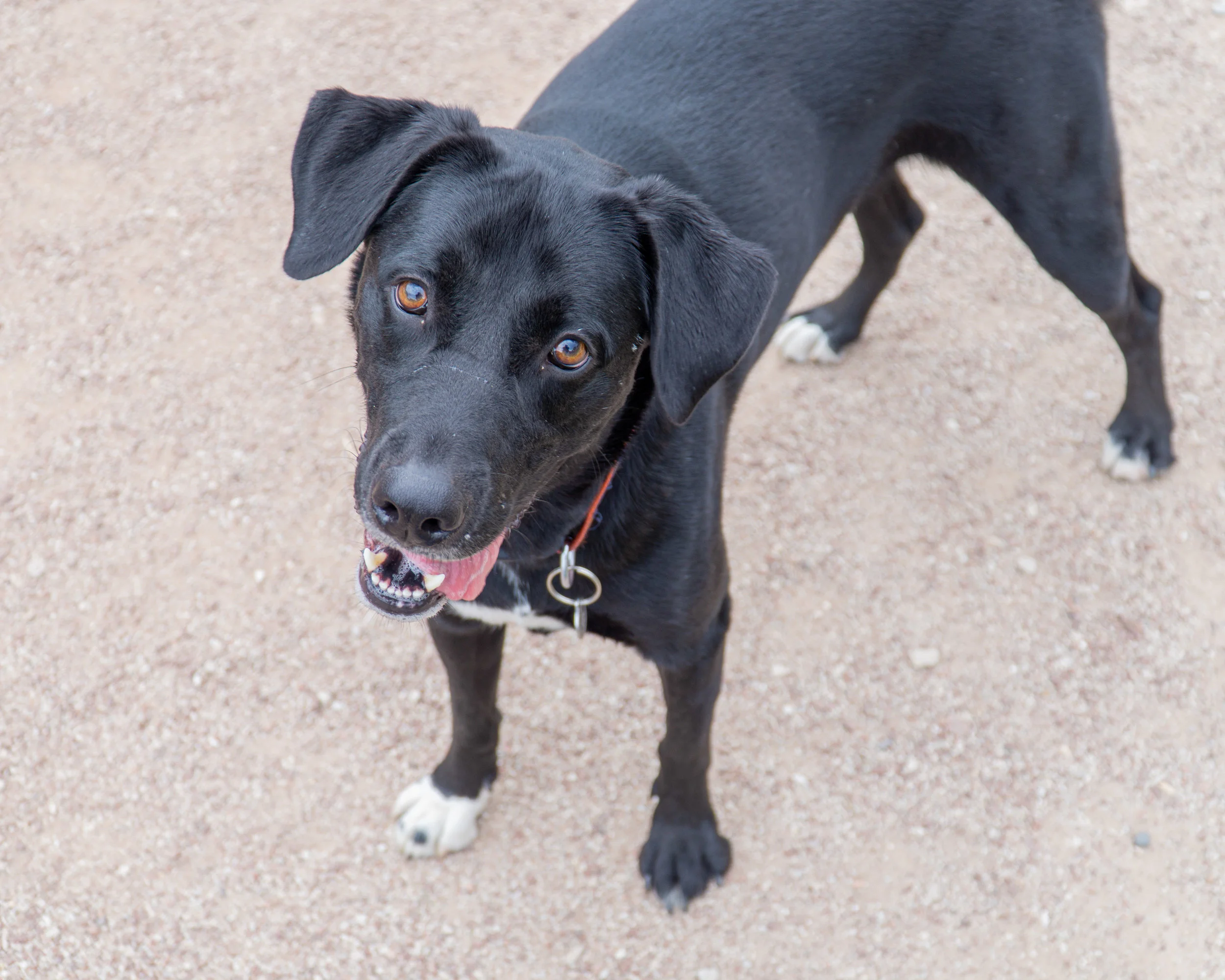 2019-08-31 PoochPark (31 of 40).jpg