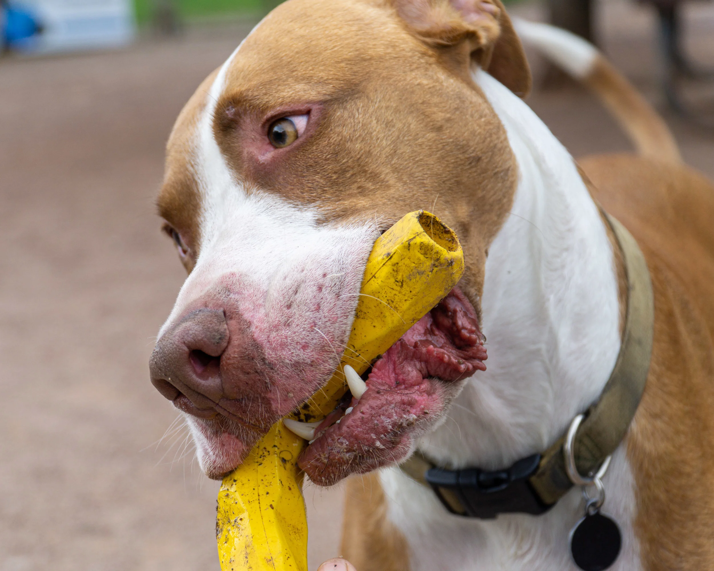 2019-08-31 PoochPark (34 of 40).jpg