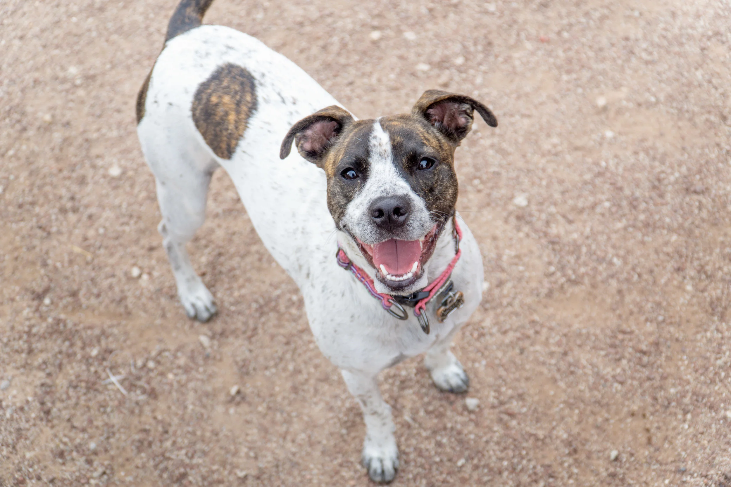 2019-08-31 PoochPark (37 of 40).jpg