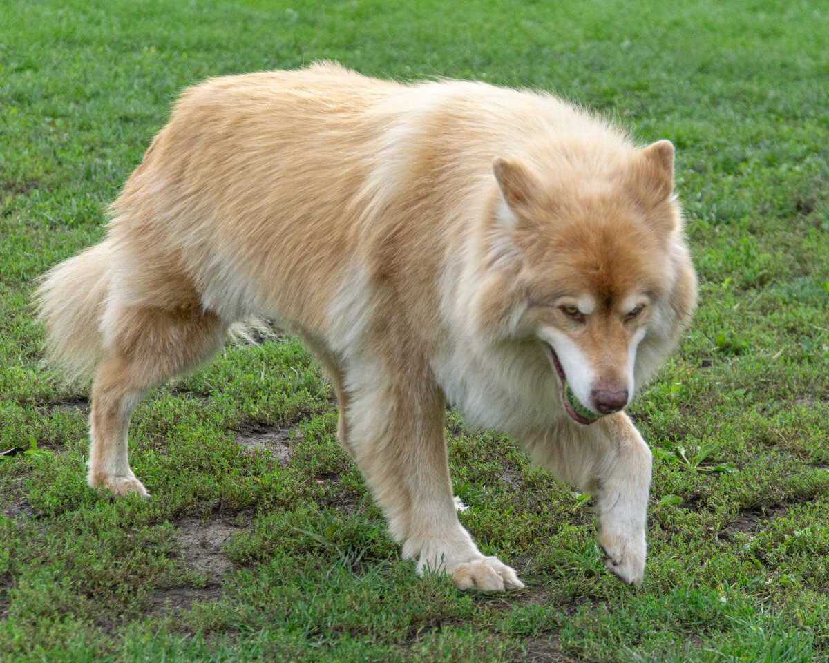 Mika - 20194-021