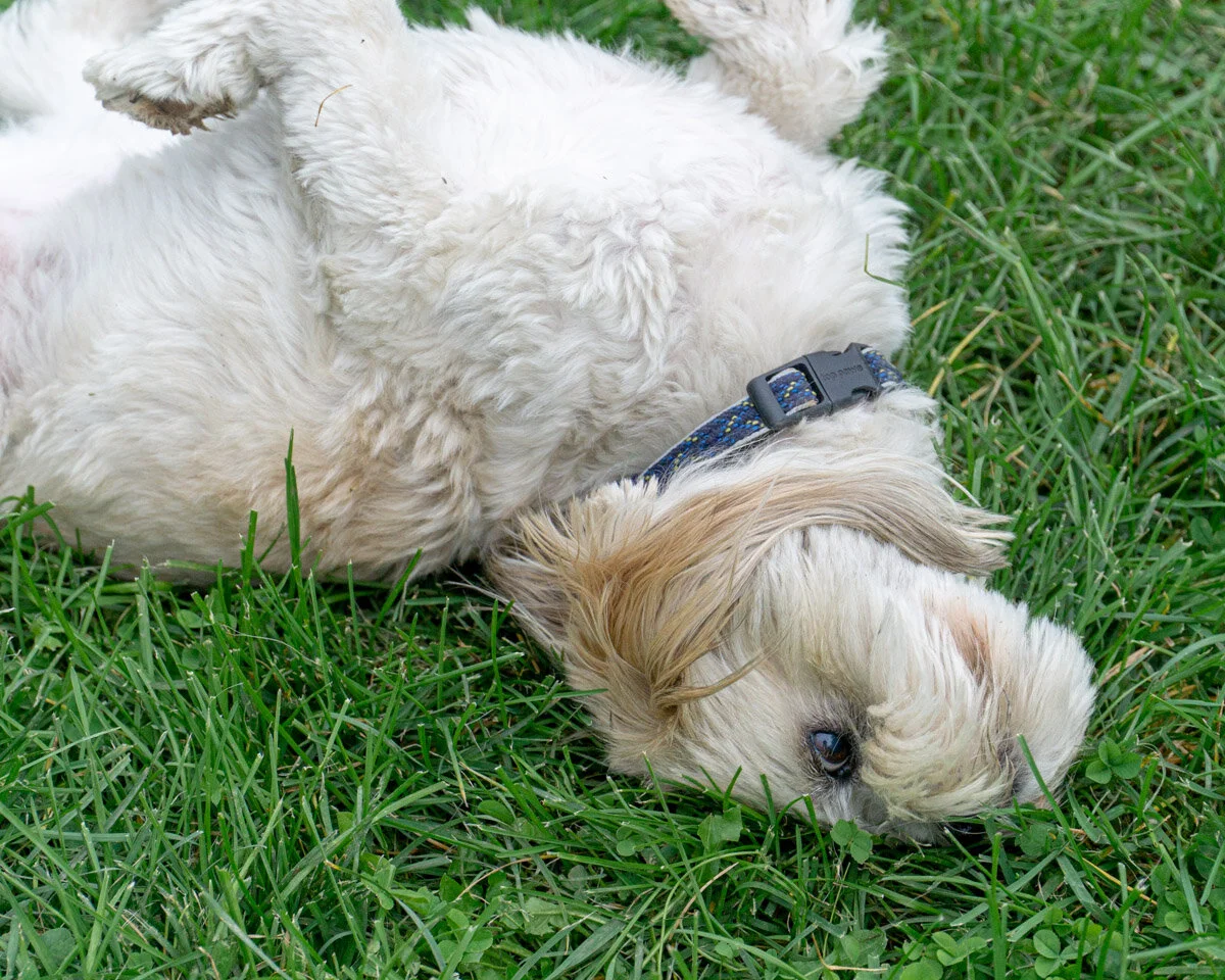 Rolling in the grass - 20194-053