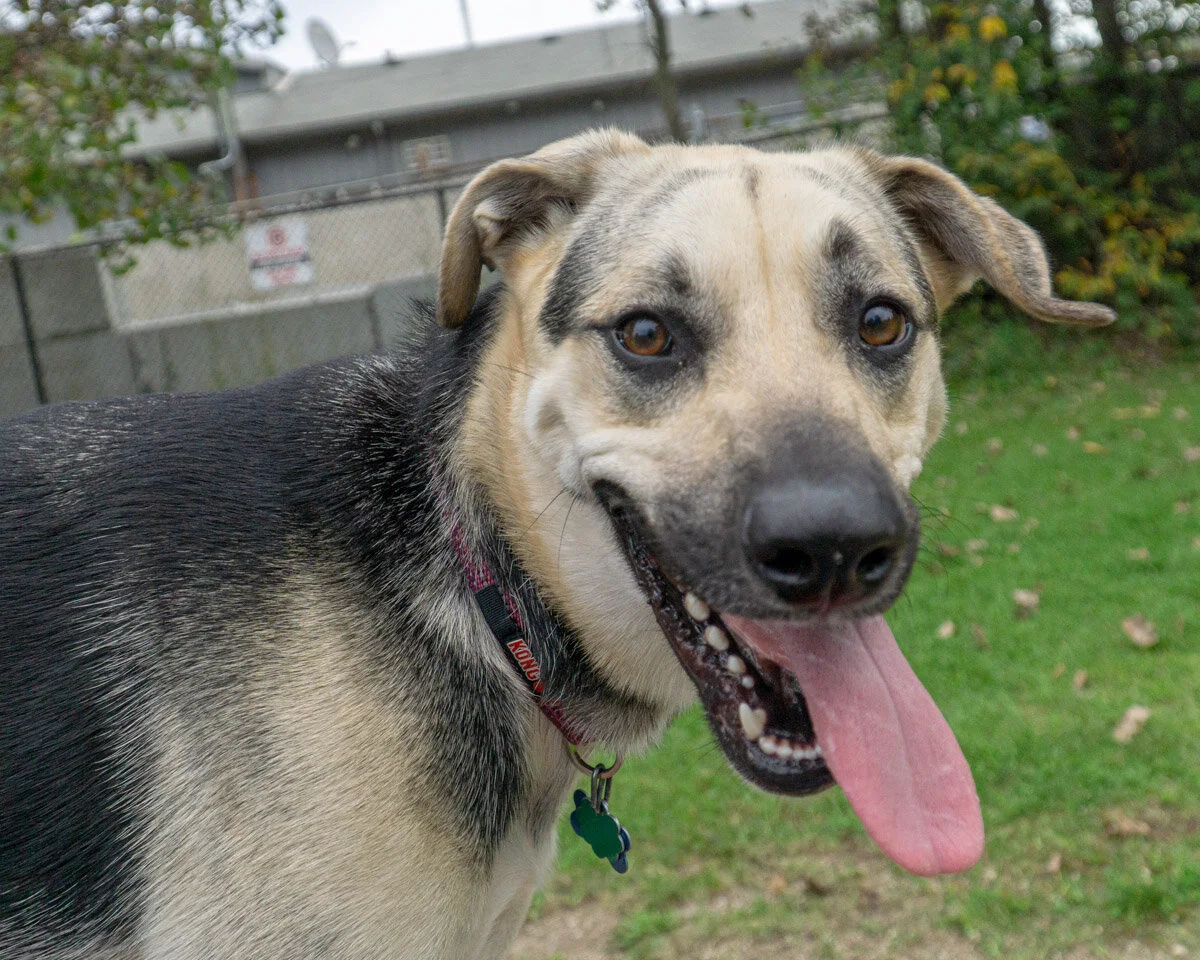 2019-10-06 PoochPark (81 of 150).jpg