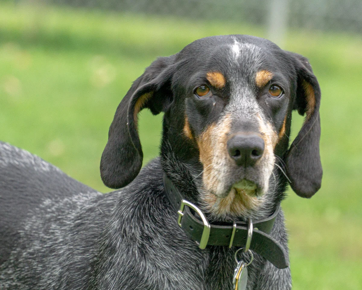2019-10-06 PoochPark (86 of 150).jpg