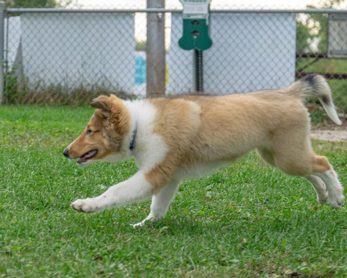 2019-10-06 PoochPark (98 of 150).jpg