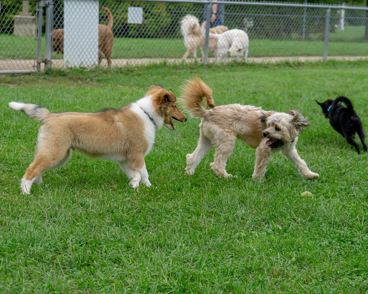 2019-10-06 PoochPark (103 of 150).jpg