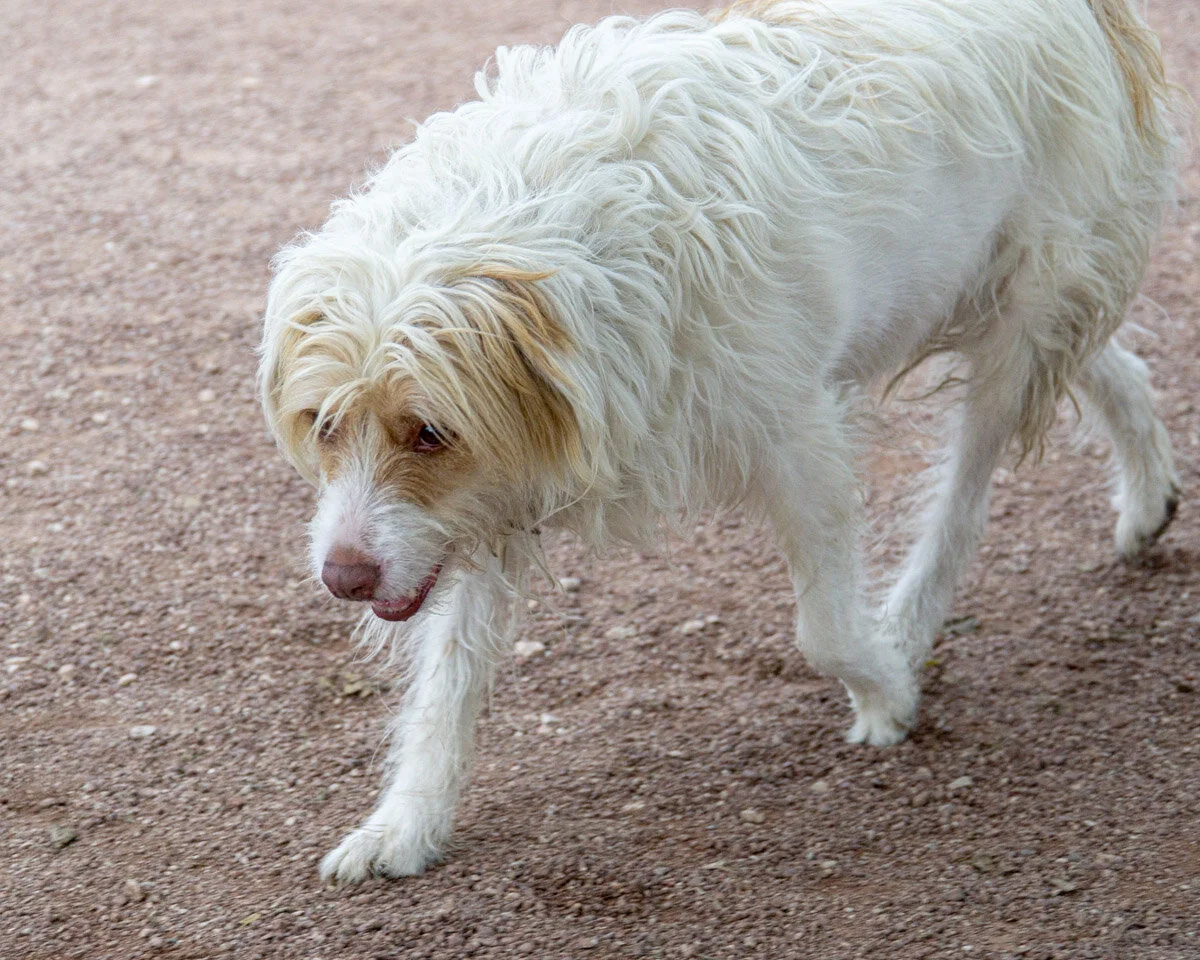 2019-10-06 PoochPark (110 of 150).jpg