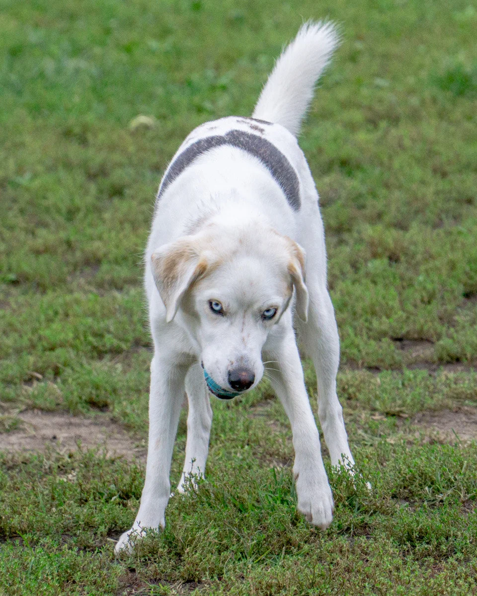 2019-10-06 PoochPark (130 of 150).jpg