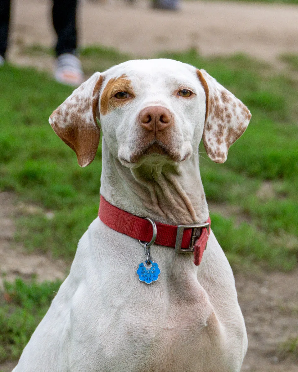 2019-10-06 PoochPark (45 of 150).jpg