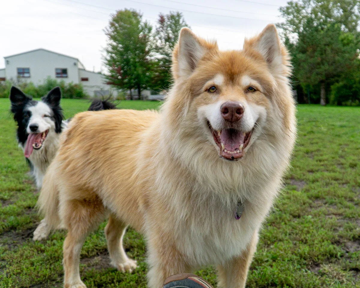 2019-10-06 PoochPark (15 of 150).jpg