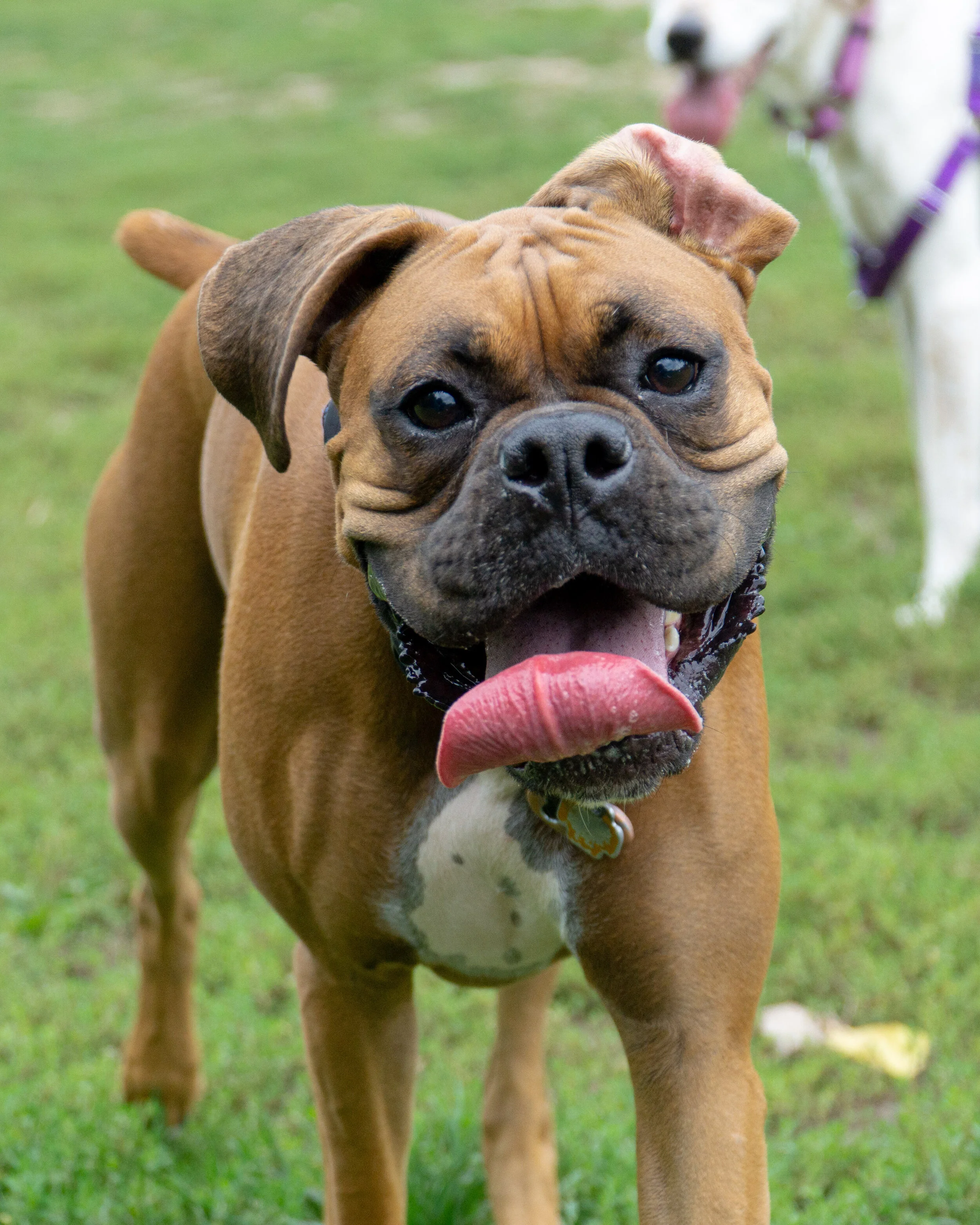 2019-09-21 PoochPark (26 of 32).jpg