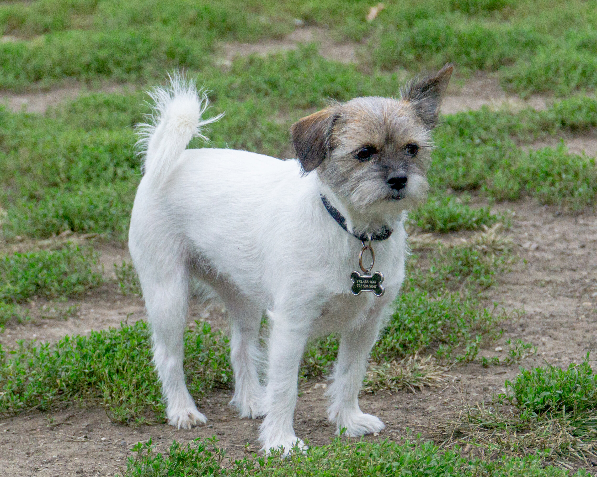 2019-10-13 Pooch Park (32 of 118).jpg