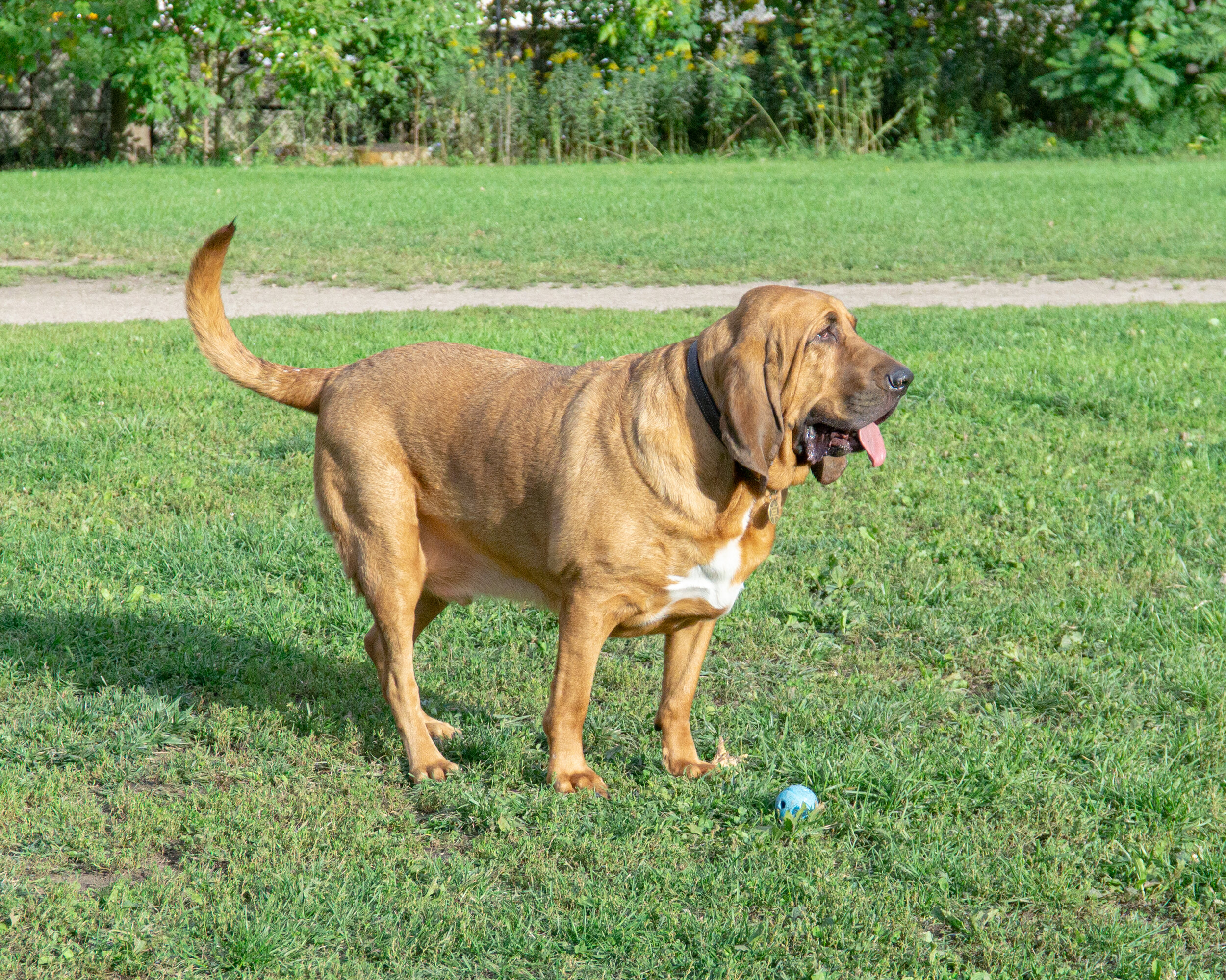 2019-10-13 Pooch Park (56 of 118).jpg