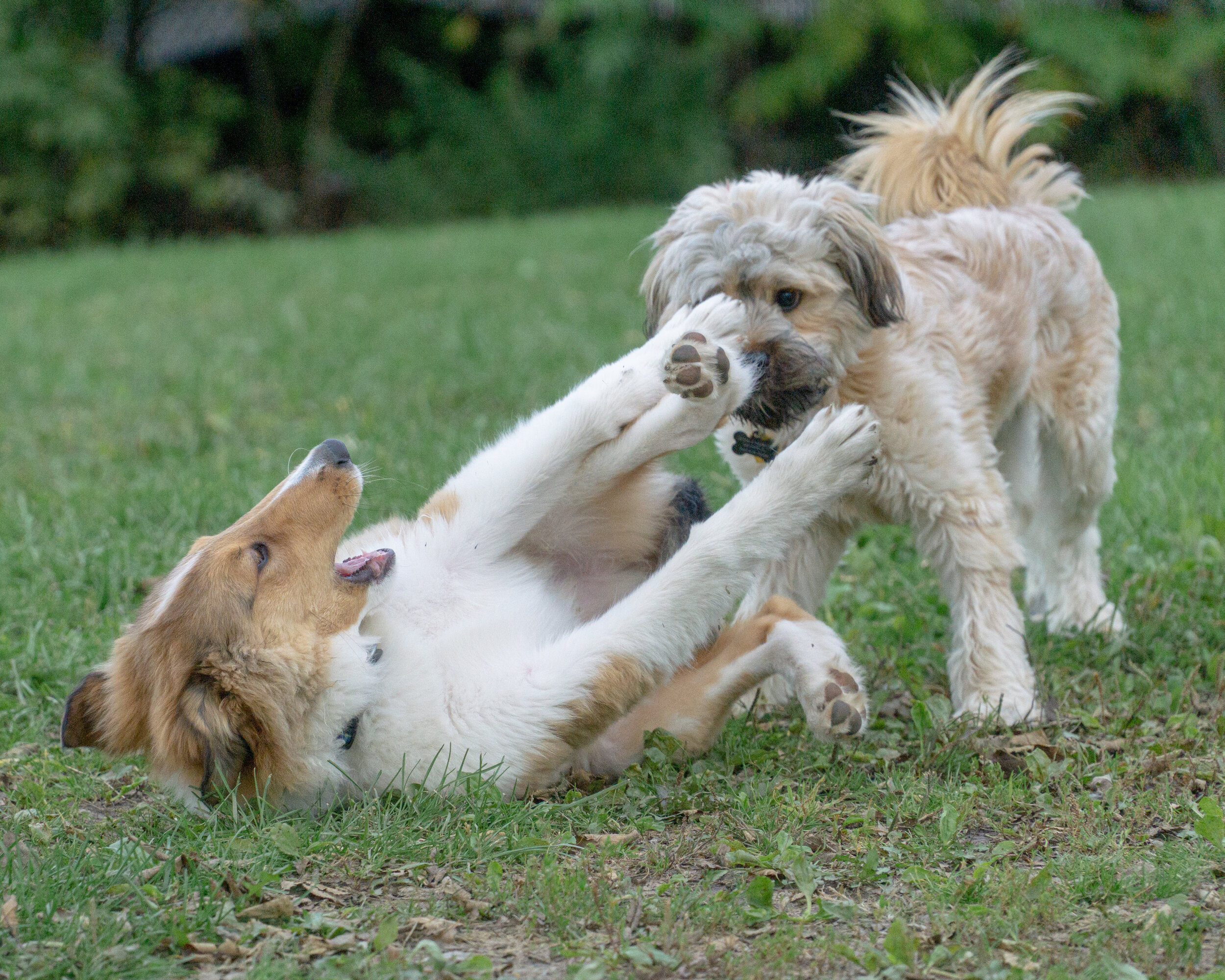 2019-10-13 Pooch Park (90 of 118).jpg